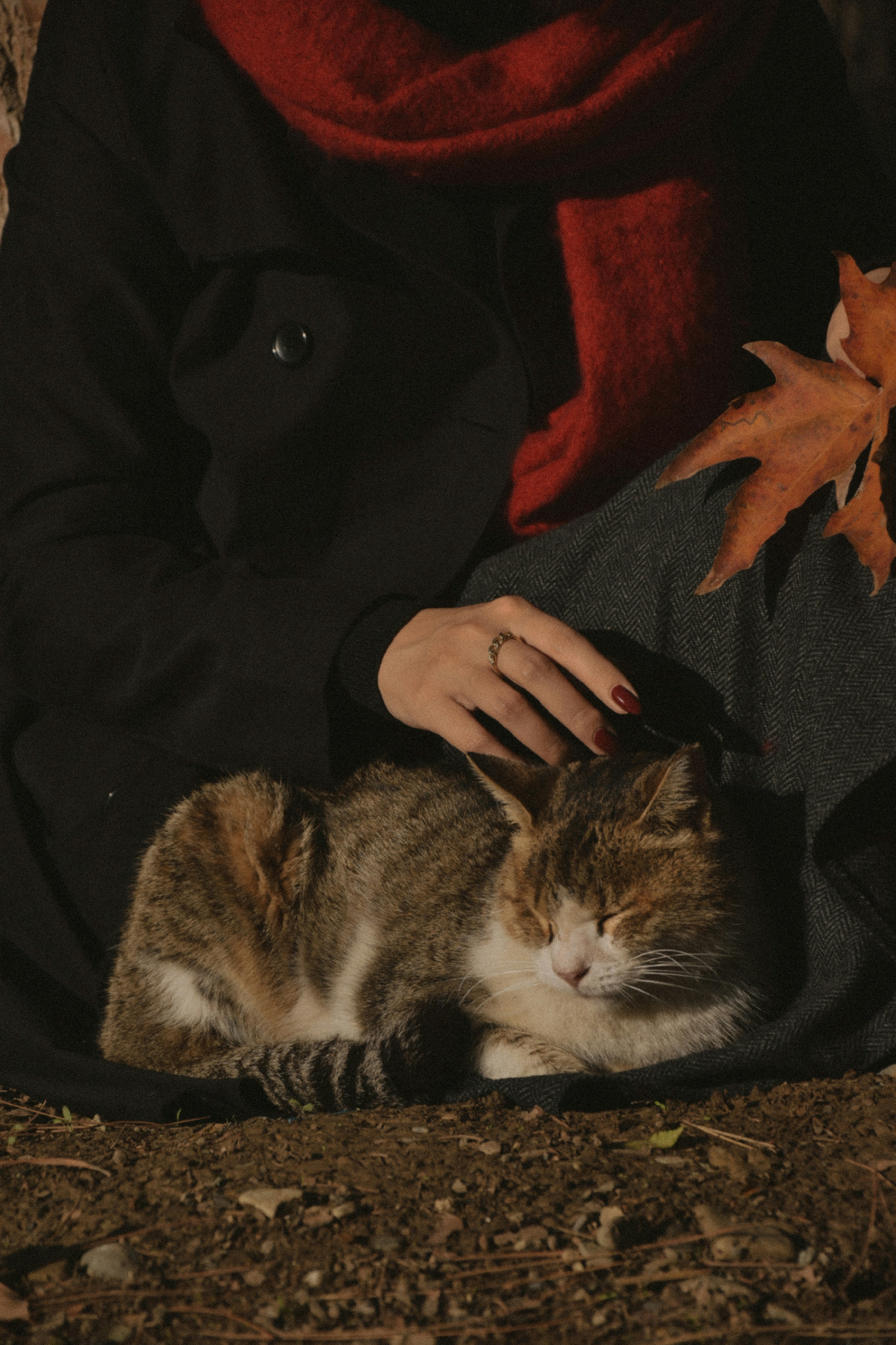 A woman is holding a cat in her lap