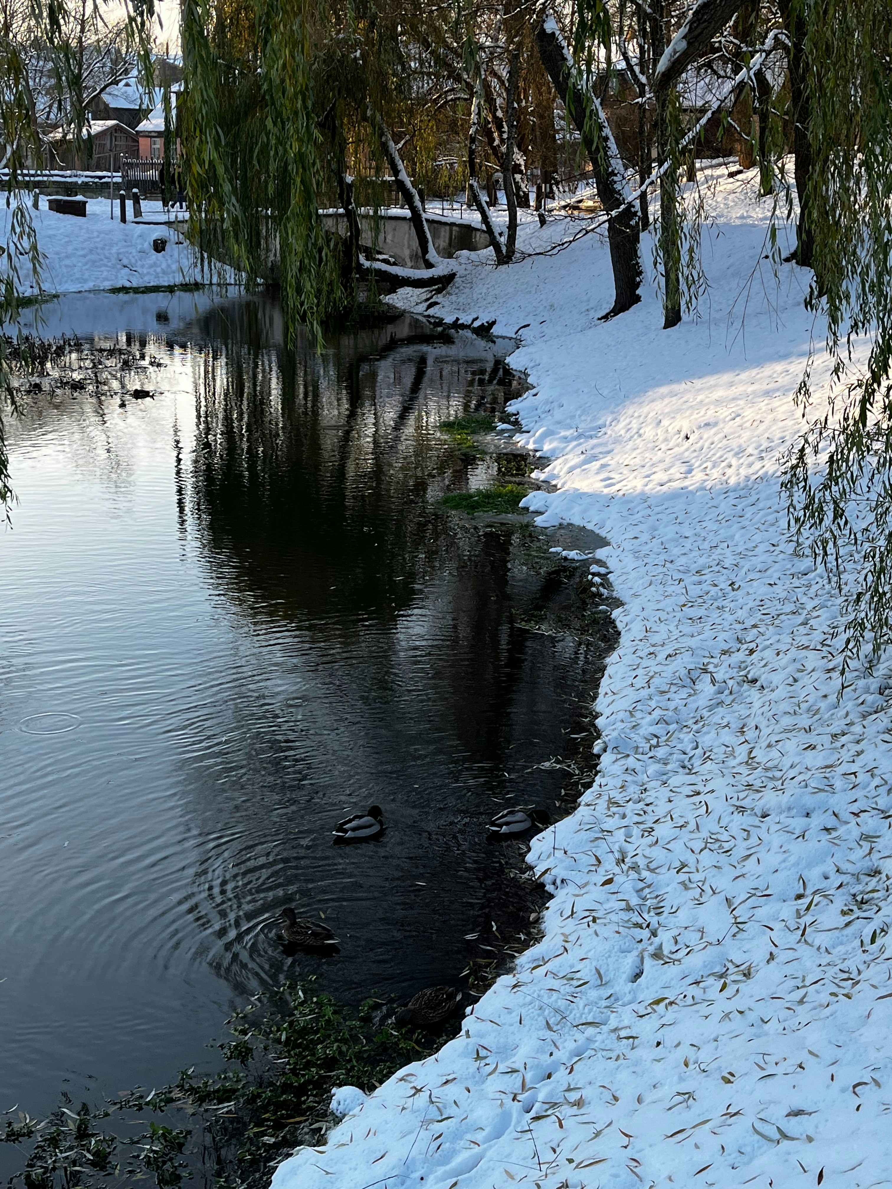 A small pond surrounded by snow covered trees