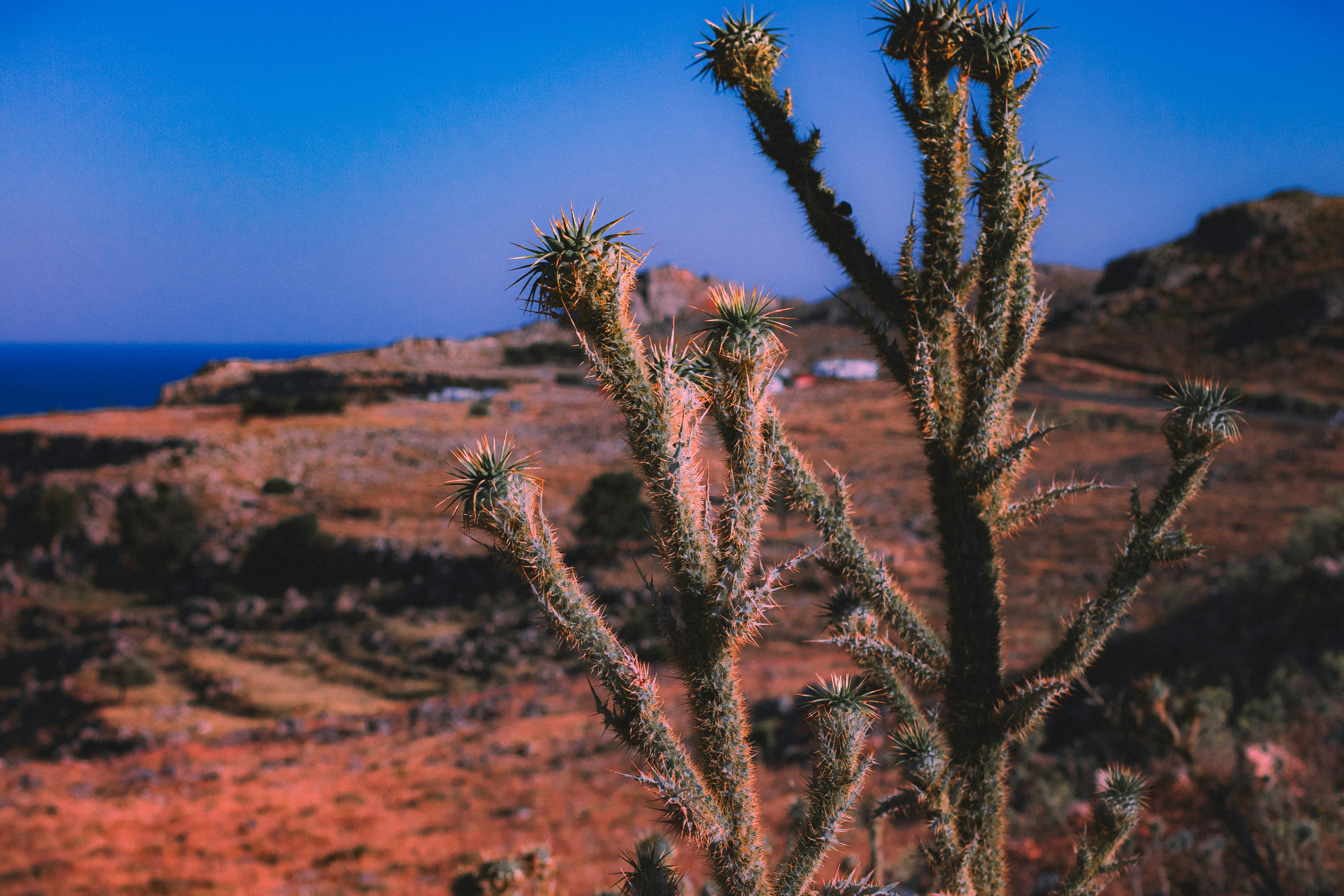 A cactus in the desert with the ocean in the background