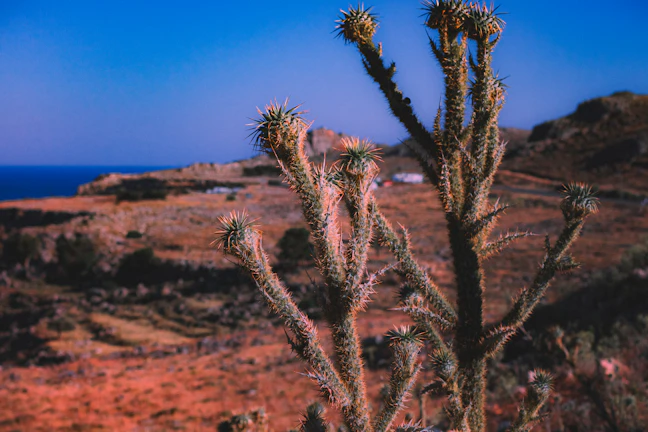 17-Day Middle East Coastal Family Itinerary - July Edition