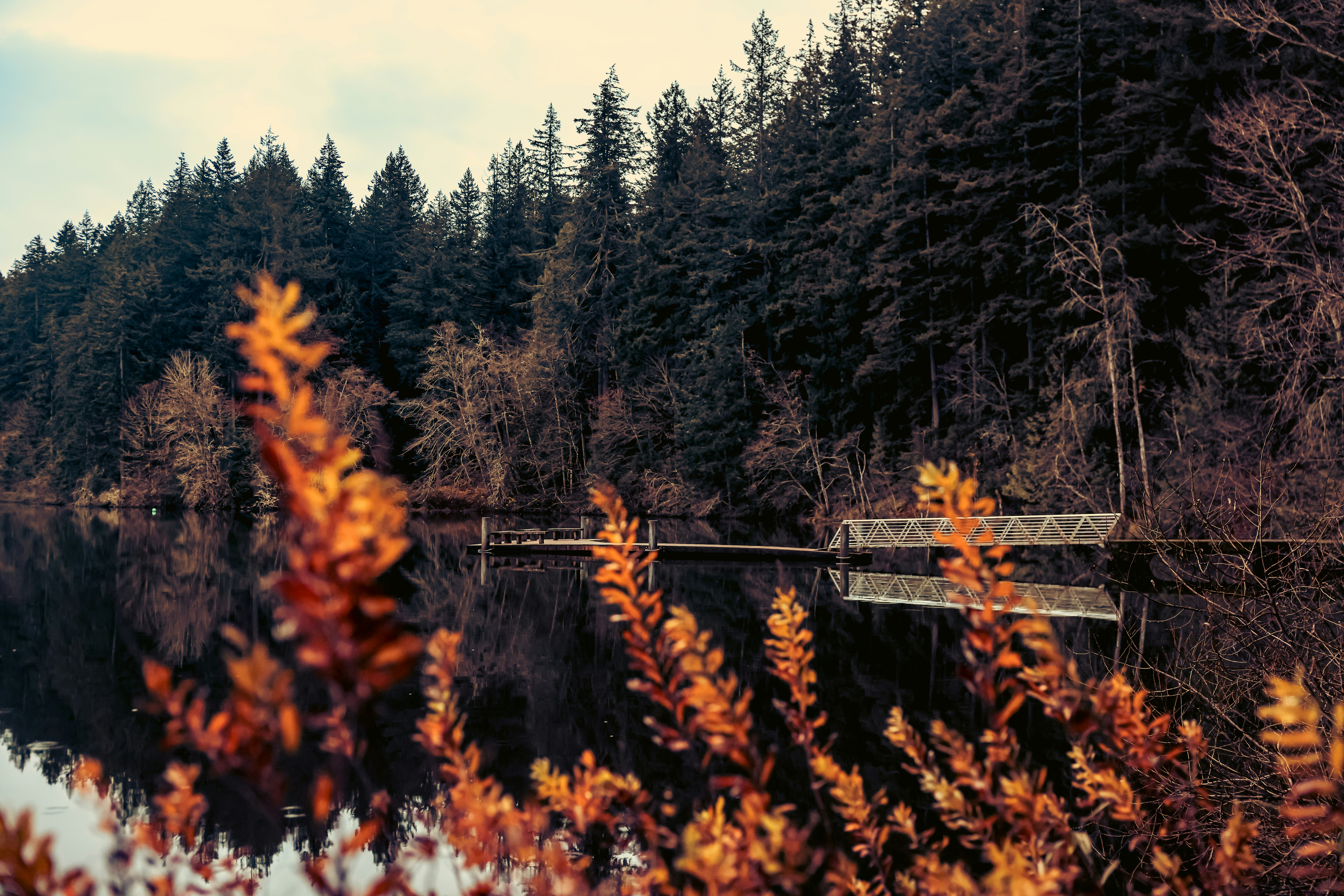 A body of water surrounded by trees and a forest