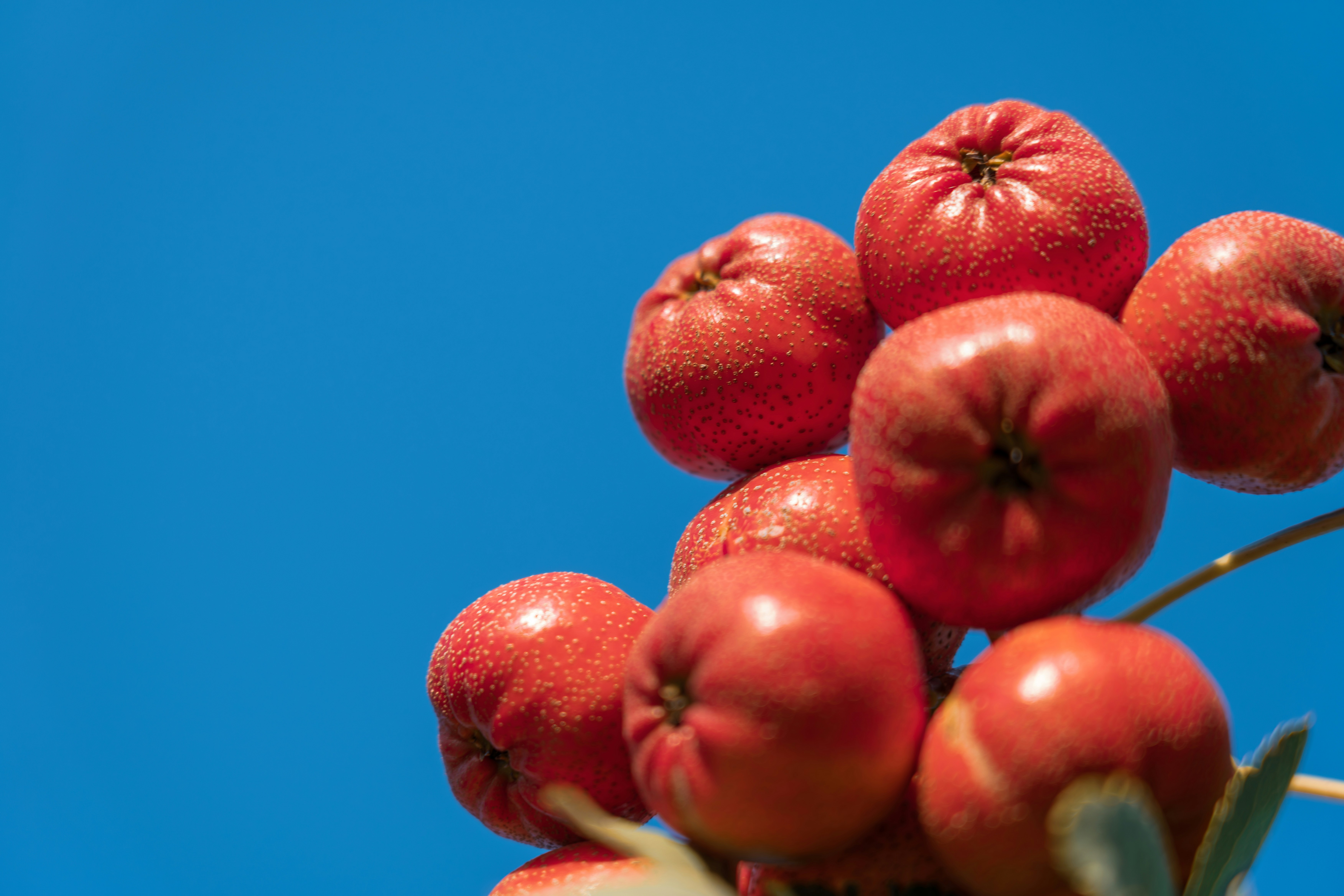 Unveiling the Mighty Health Benefits of Dried Cranberries: A Nutritional Powerhouse