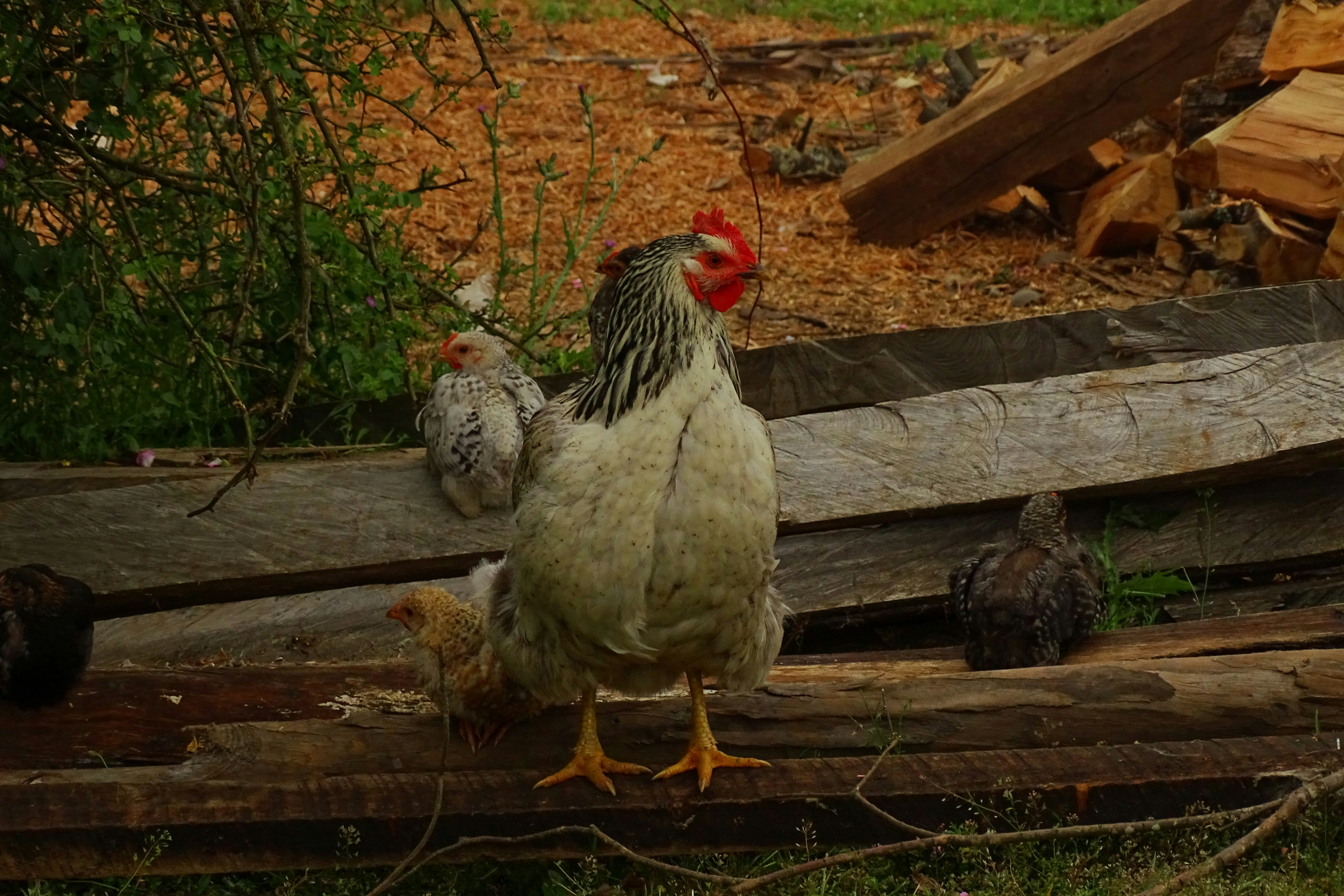 A group of chickens standing next to a pile of wood
