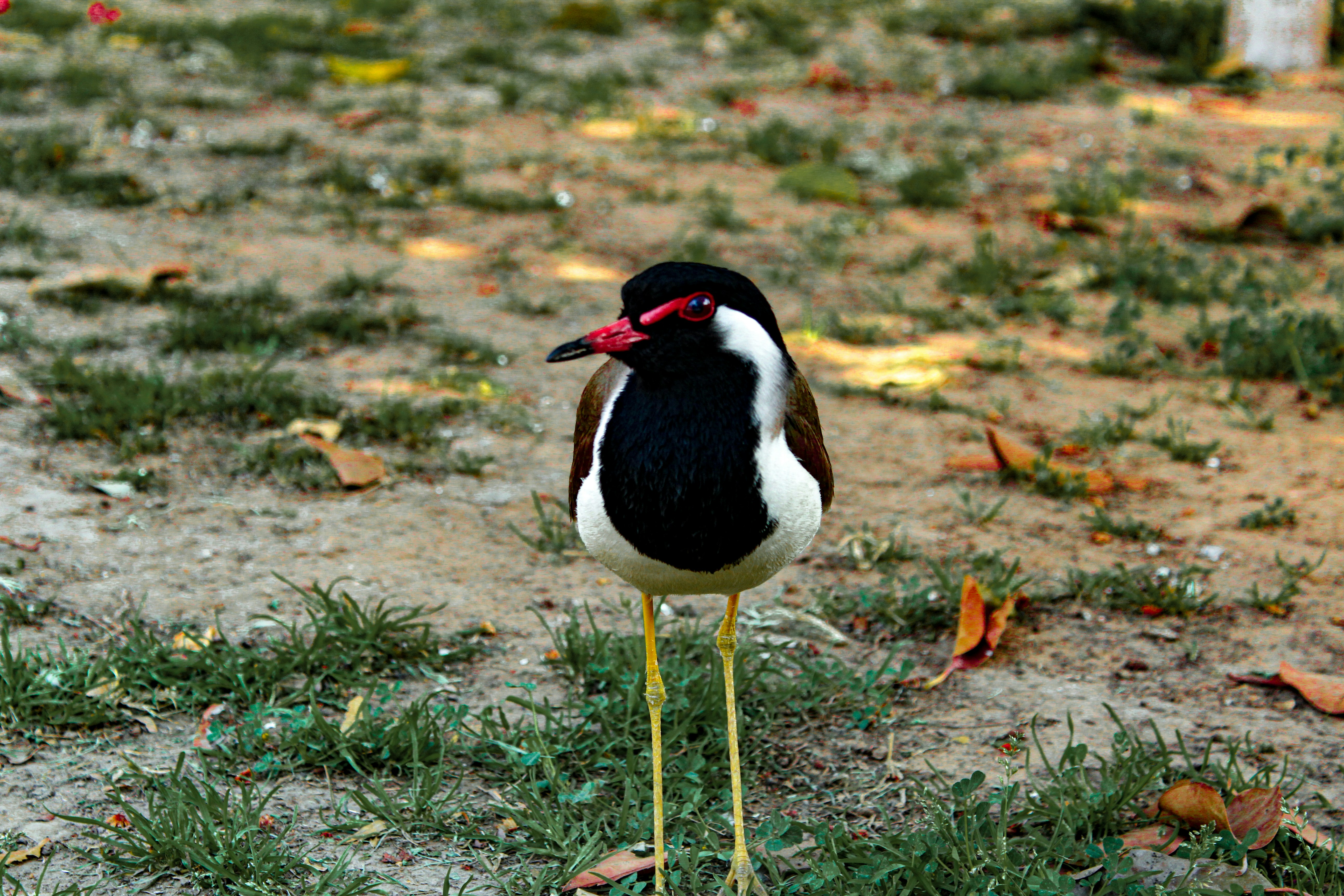 草の上に立つ黒と白の鳥