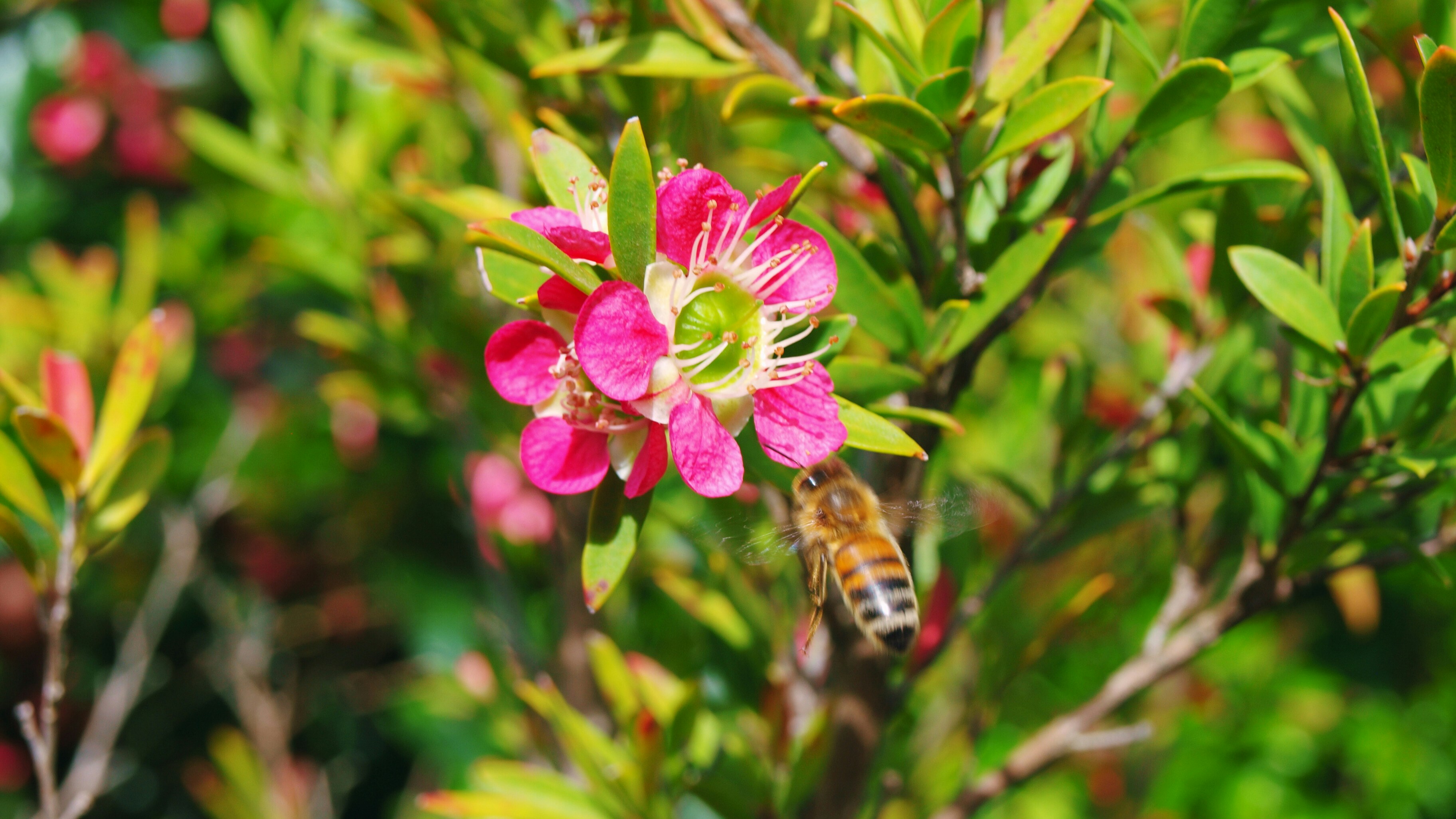 Photo by lutruwita_exposure