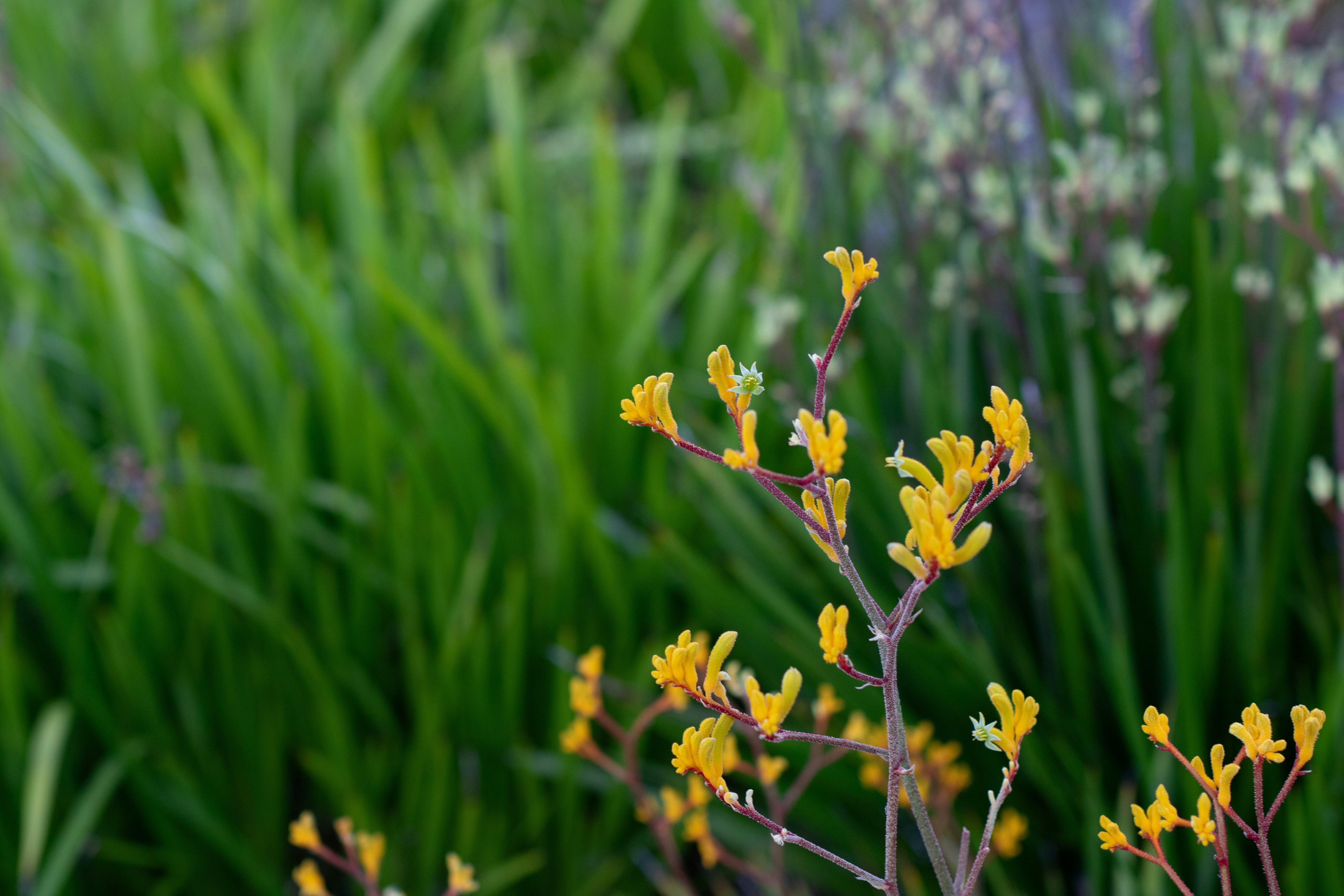 A close up of a plant with yellow flowers