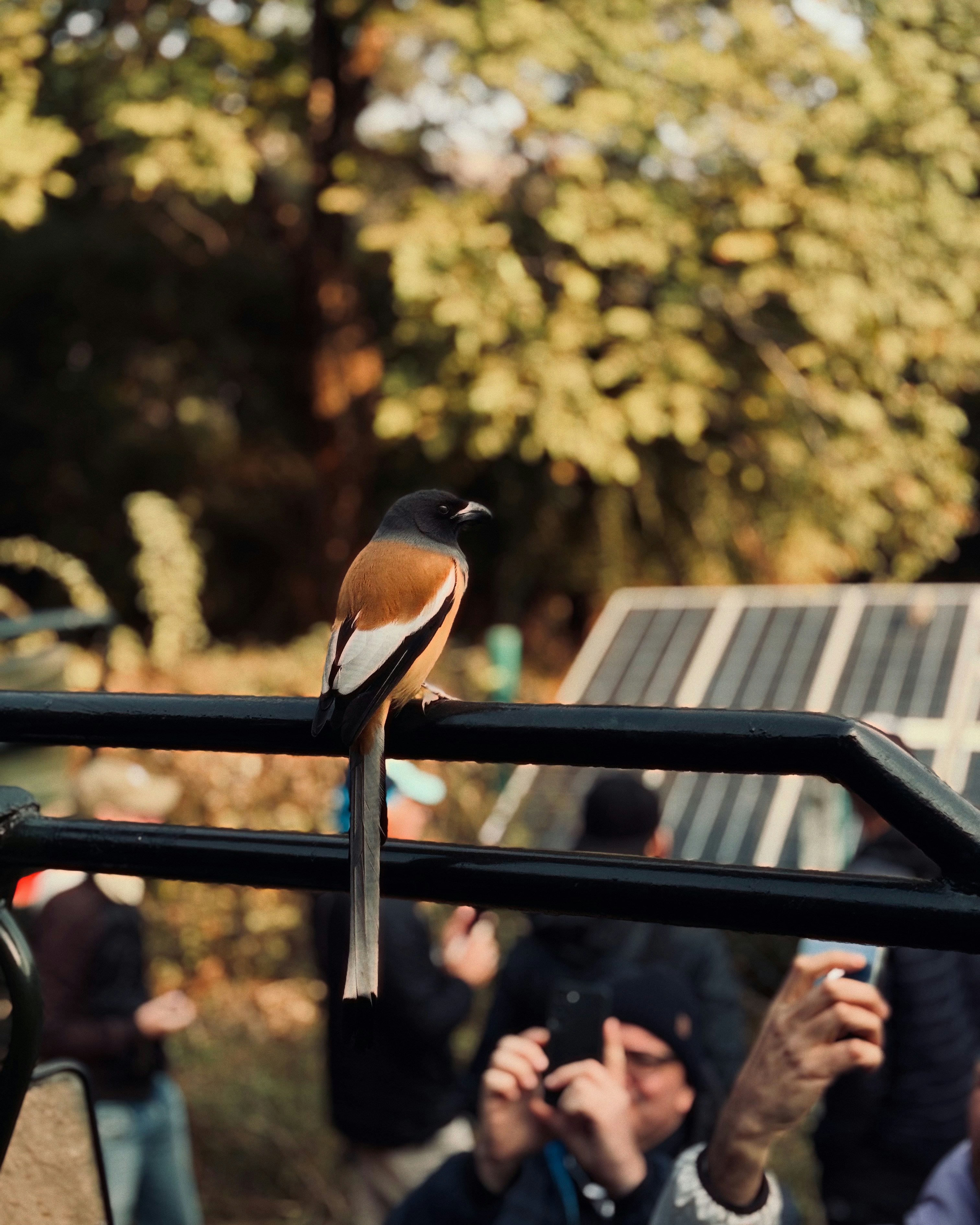 A small bird perched on a metal rail