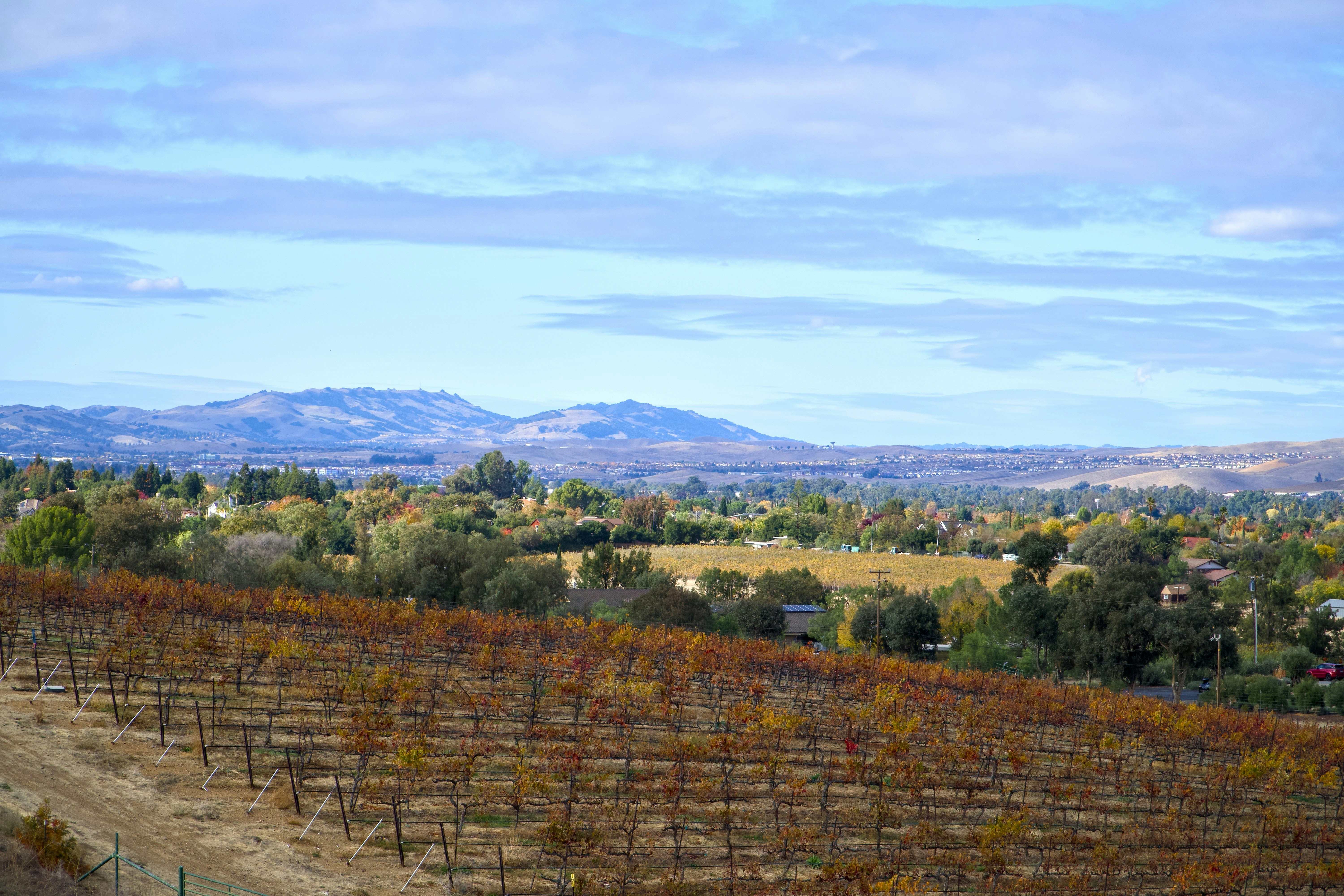 A scenic view of a vineyard with mountains in the background, 