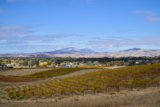 A scenic view of a vineyard in Livermore with mountains in the background