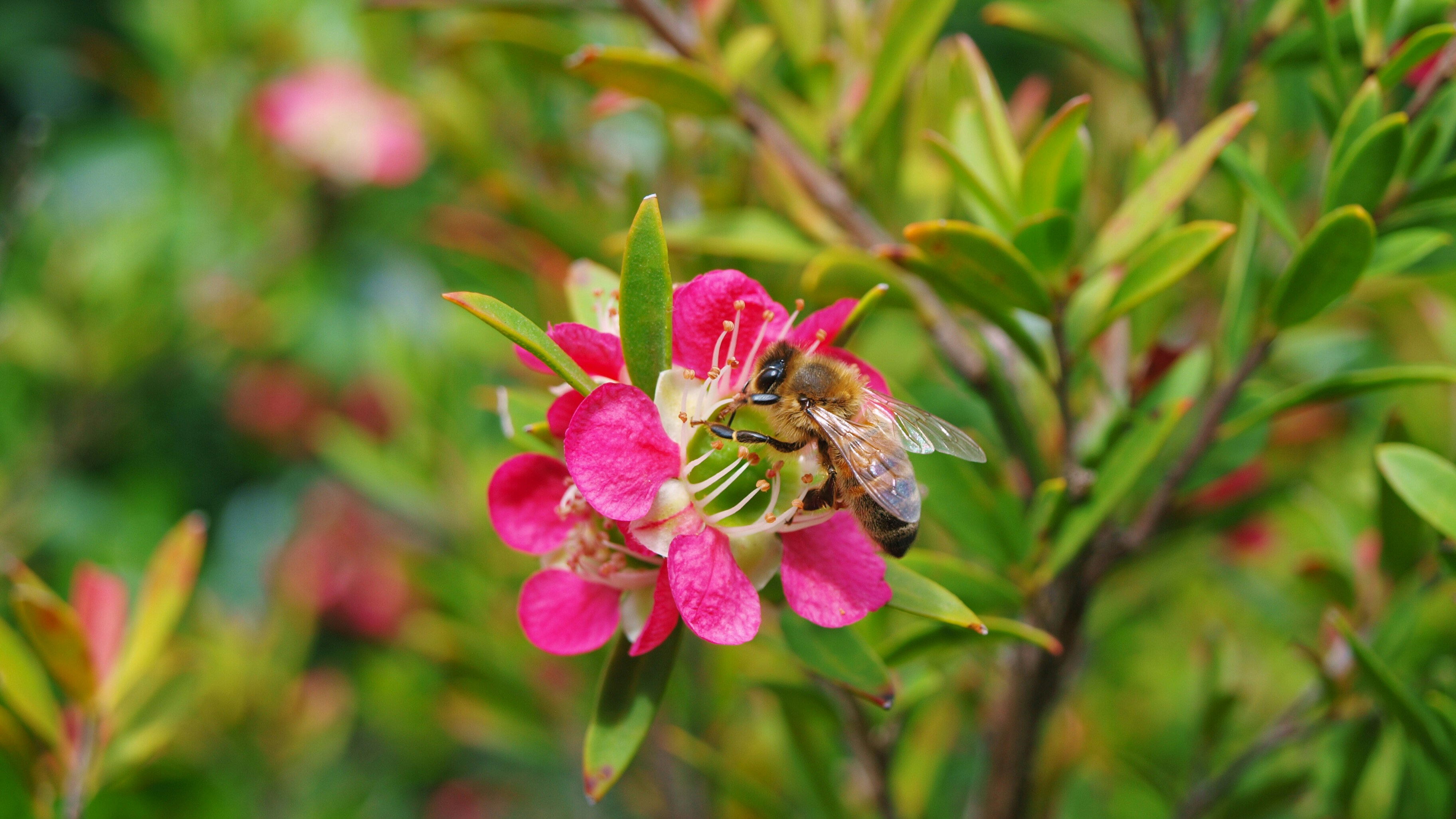 Photo by lutruwita_exposure