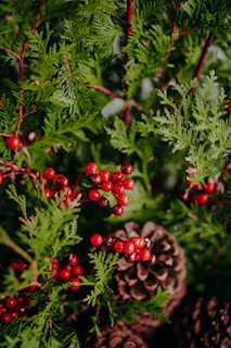A close up of a tree with berries and pine cones