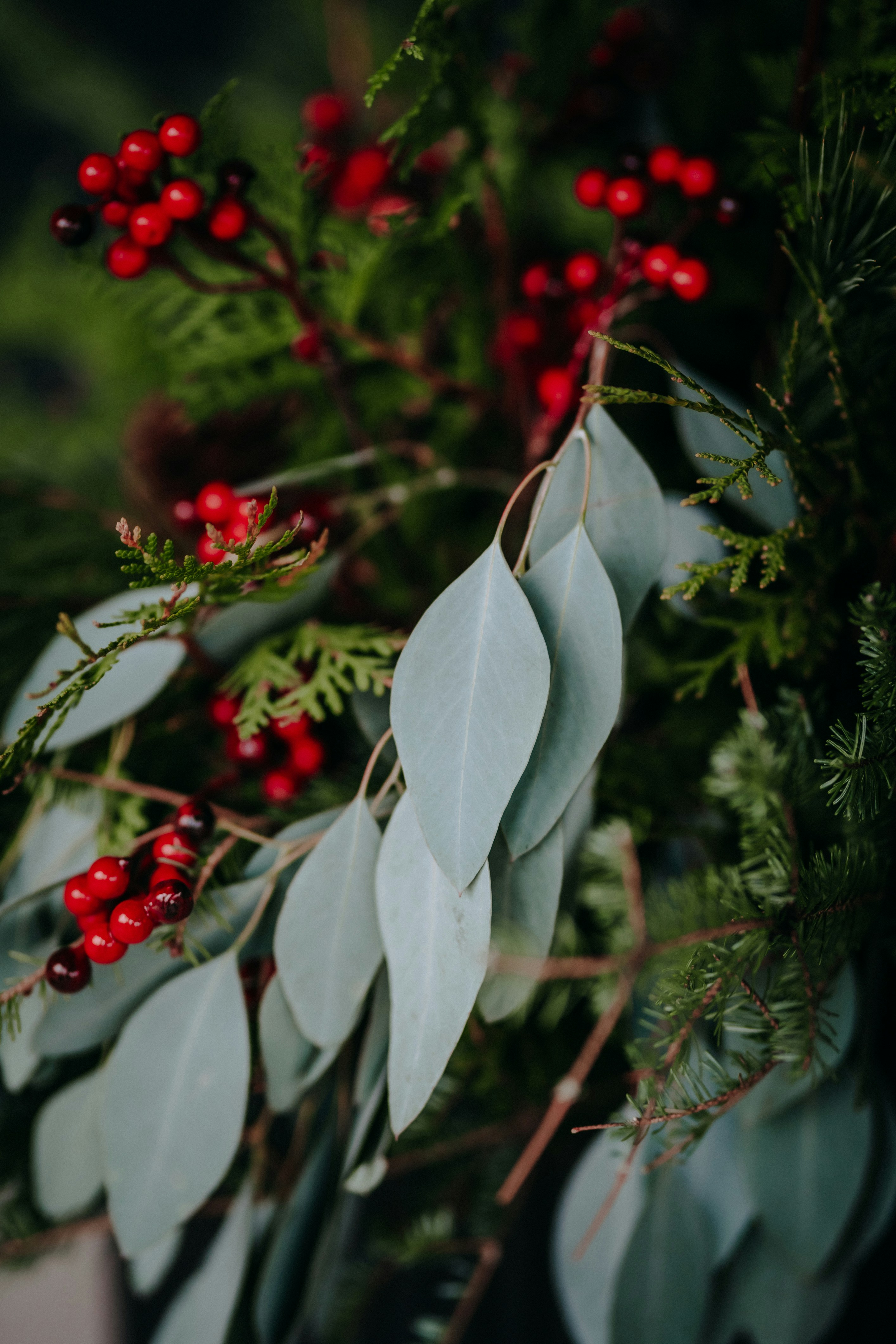A plant with red berries and green leaves