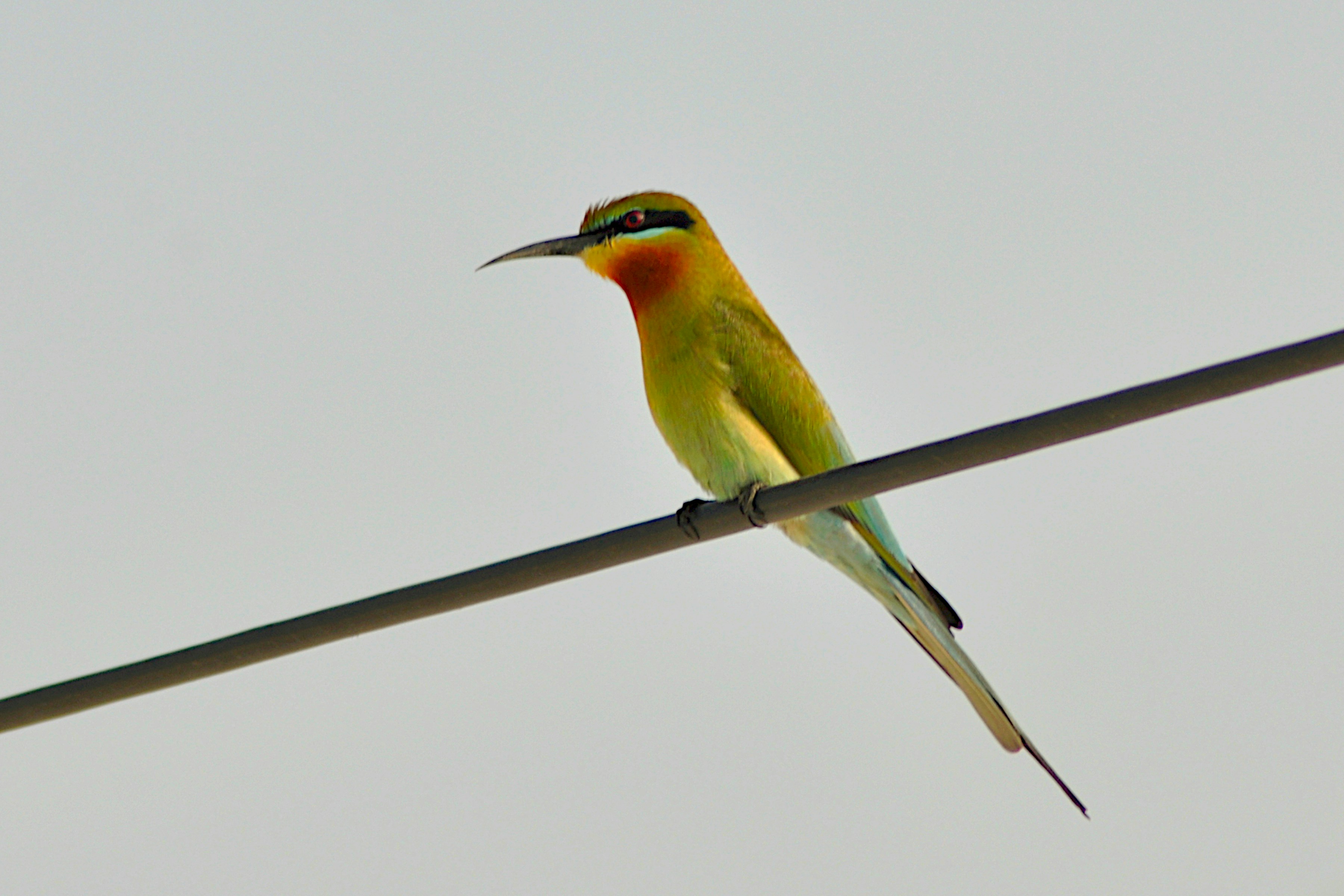A small bird sitting on top of a wire
