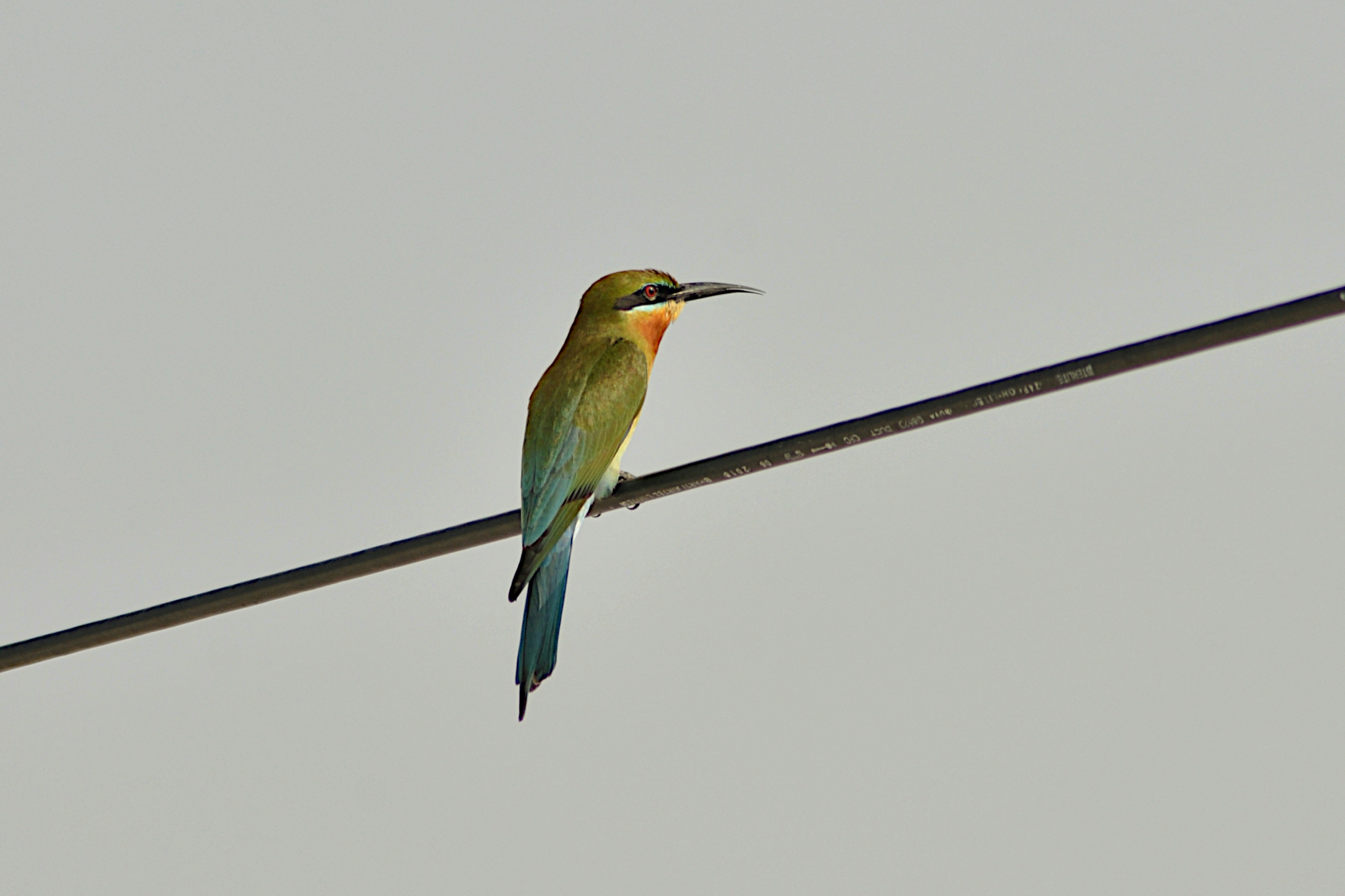 A bird sitting on a wire with a sky background
