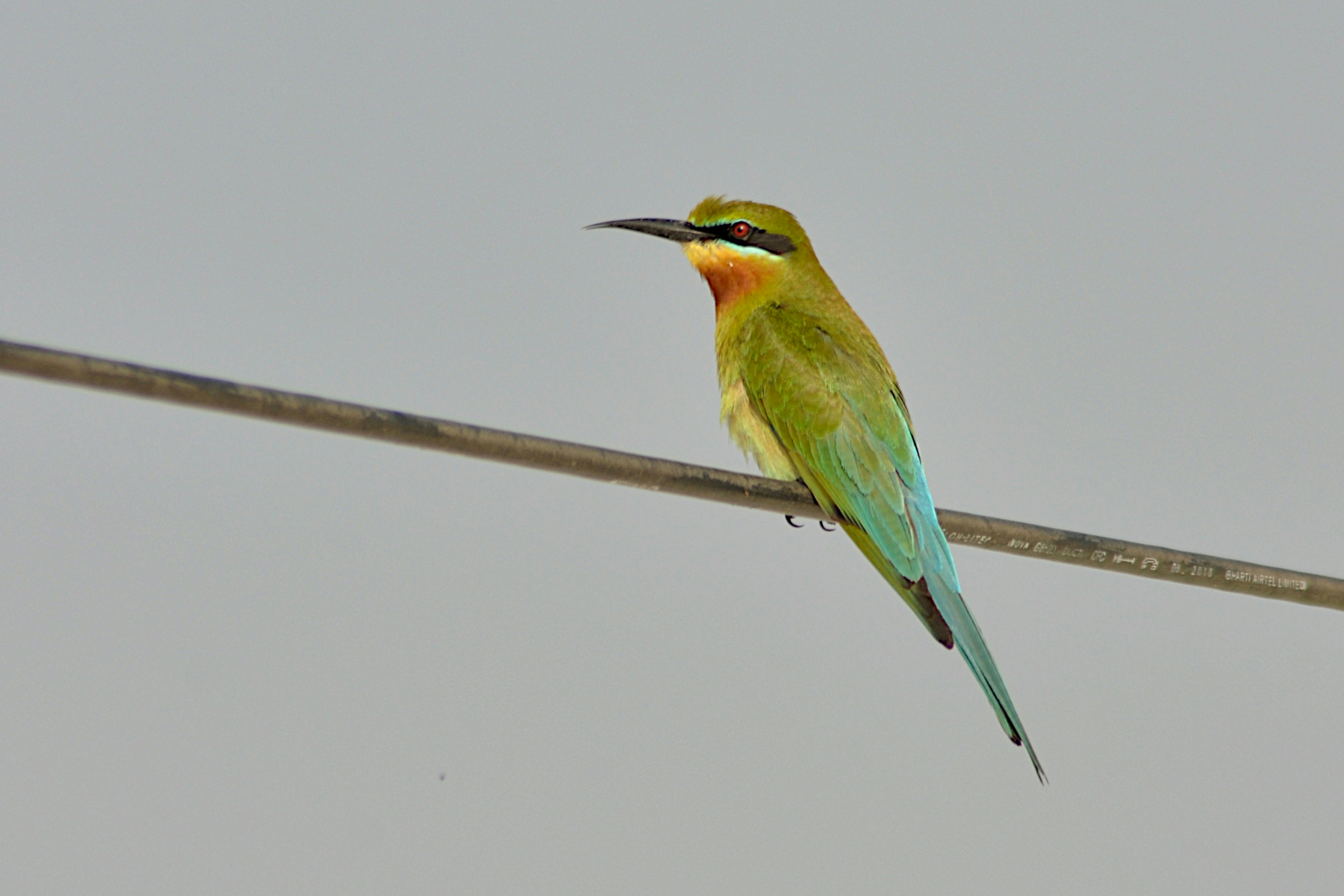A small colorful bird sitting on a wire