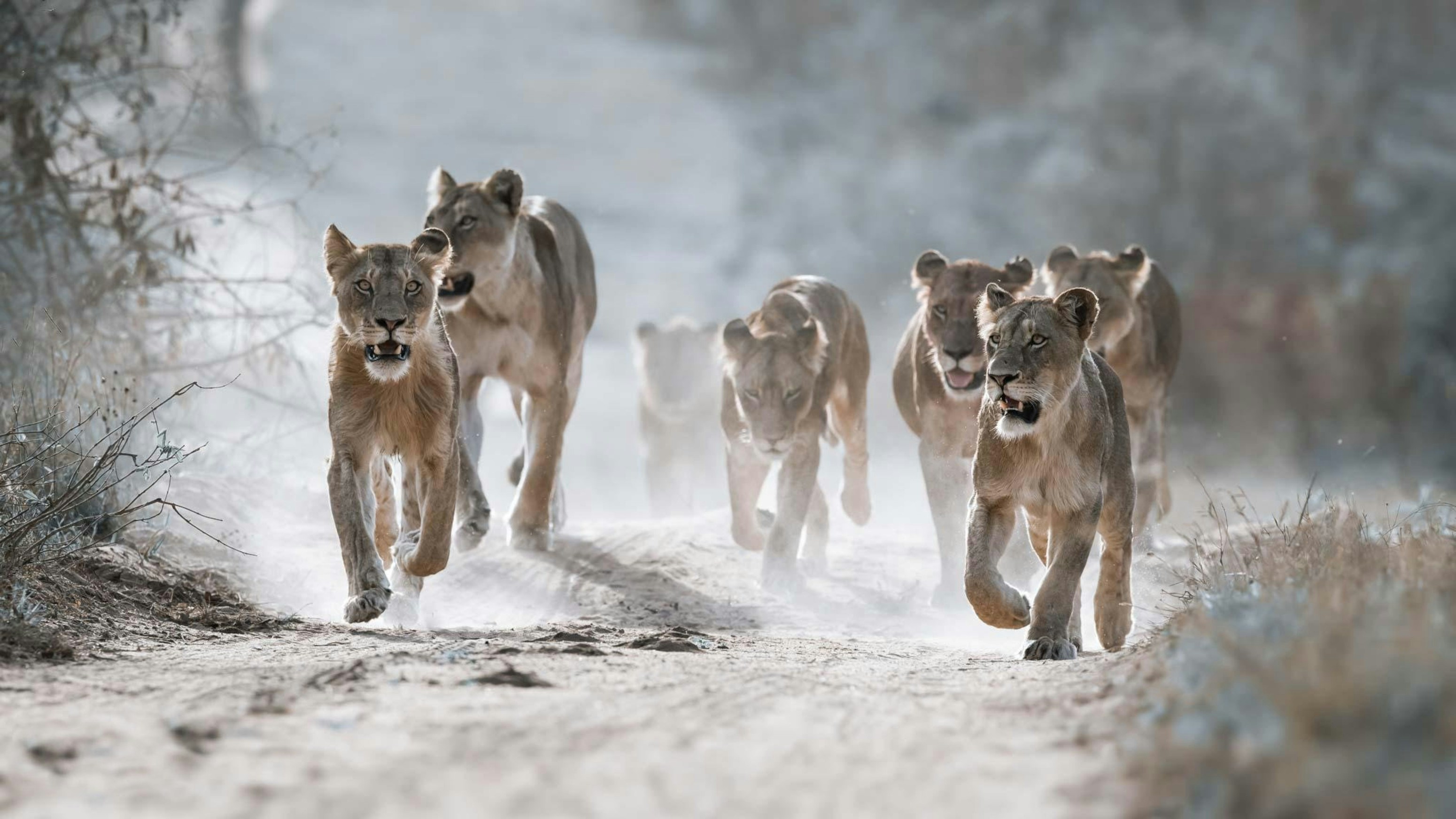 Lions Plan Group Hunts (image credits: unsplash)