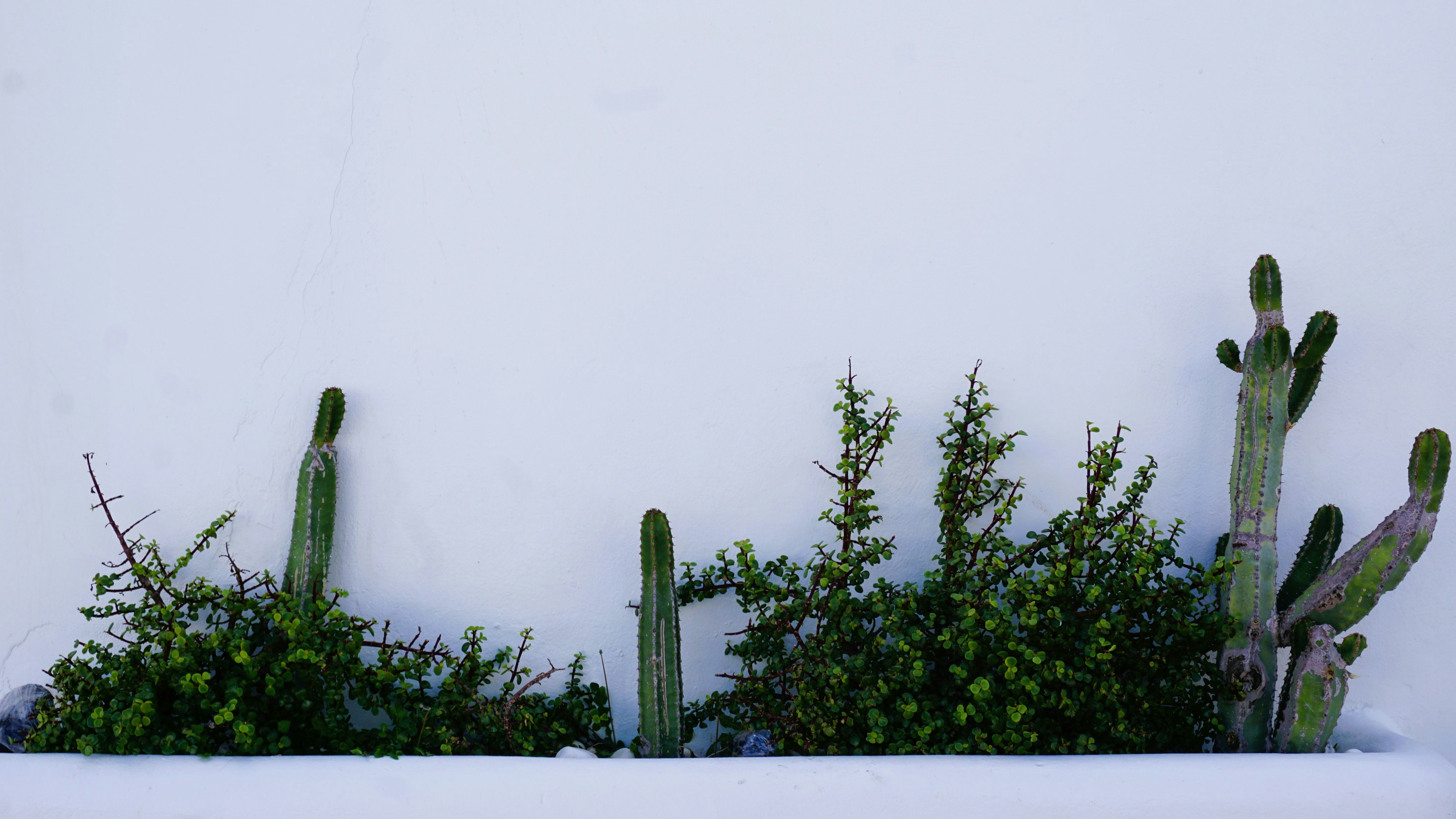 Eine weiße Wand mit einem Pflanzgefäß gefüllt mit Kakteen und Sukkulenten