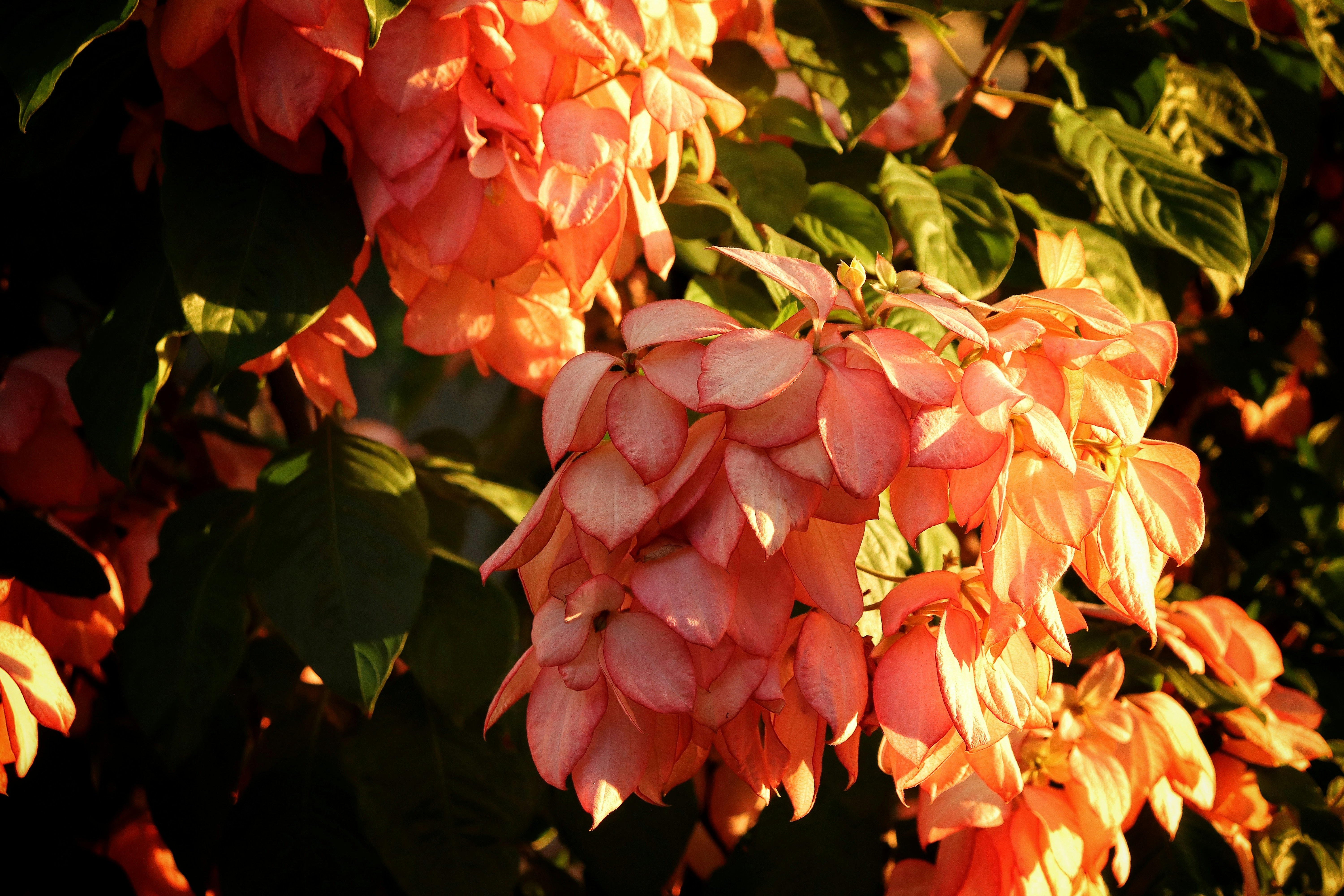 Photo by caio_delarolle