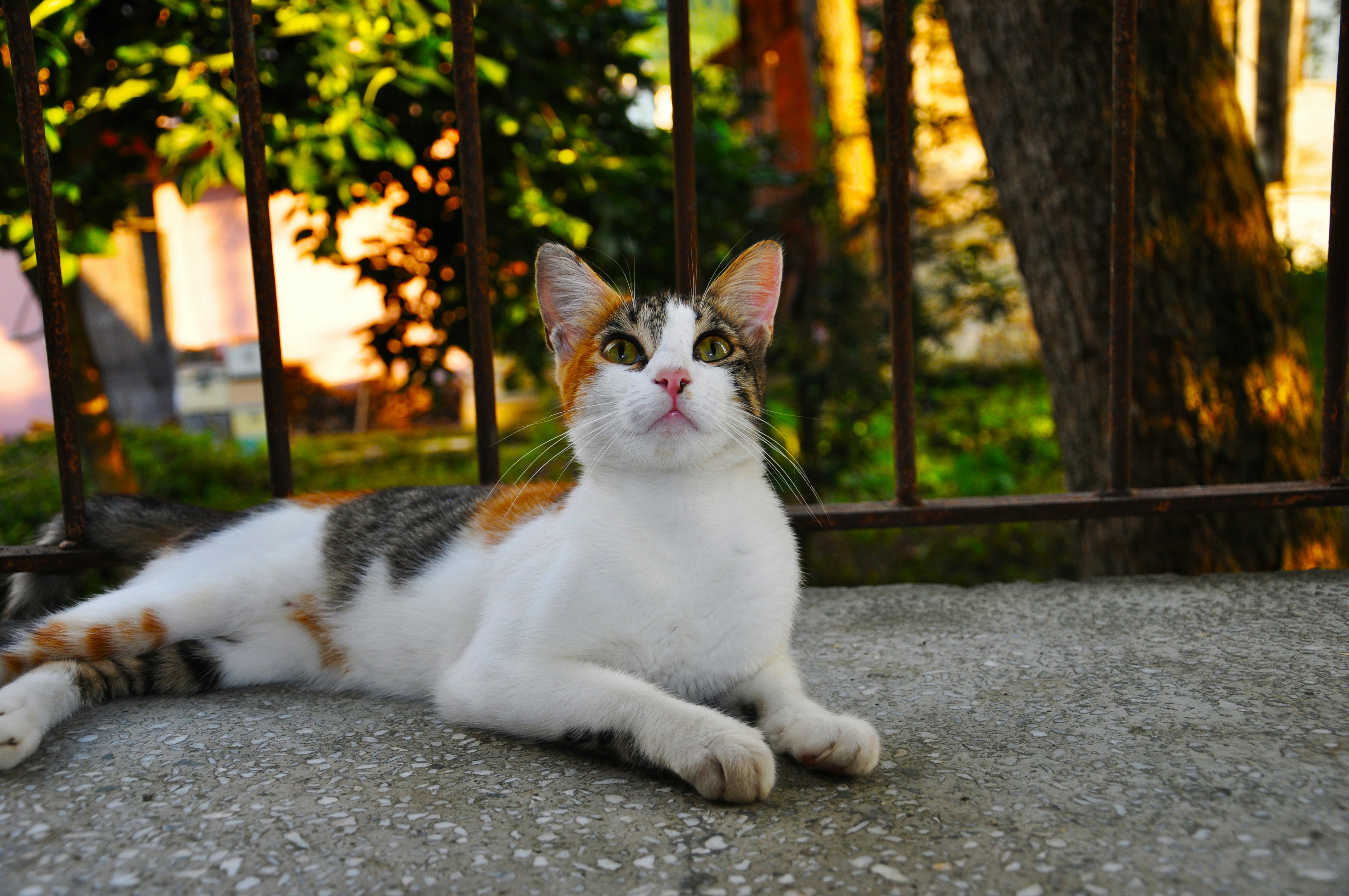 Photo by karakolcubars