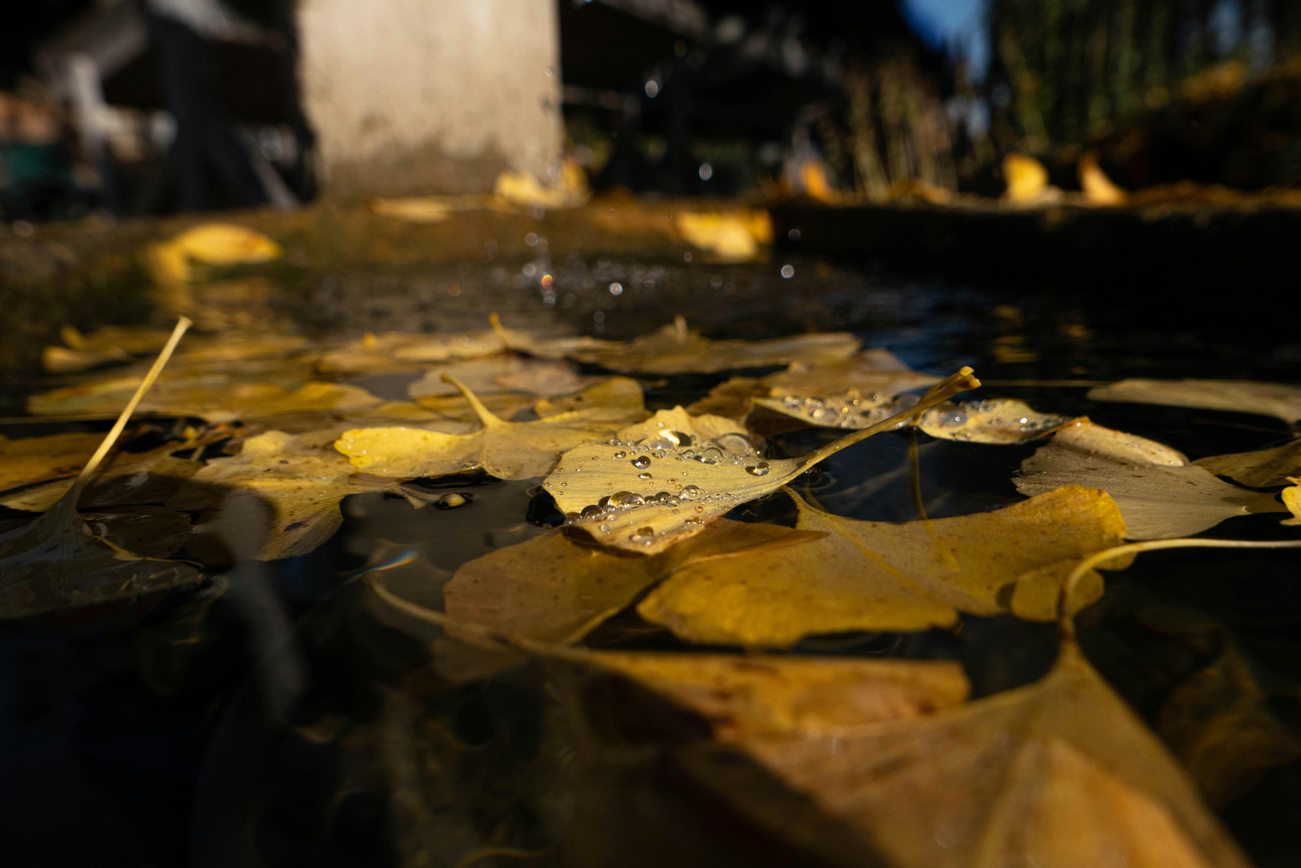 A bunch of leaves that are laying on the ground
