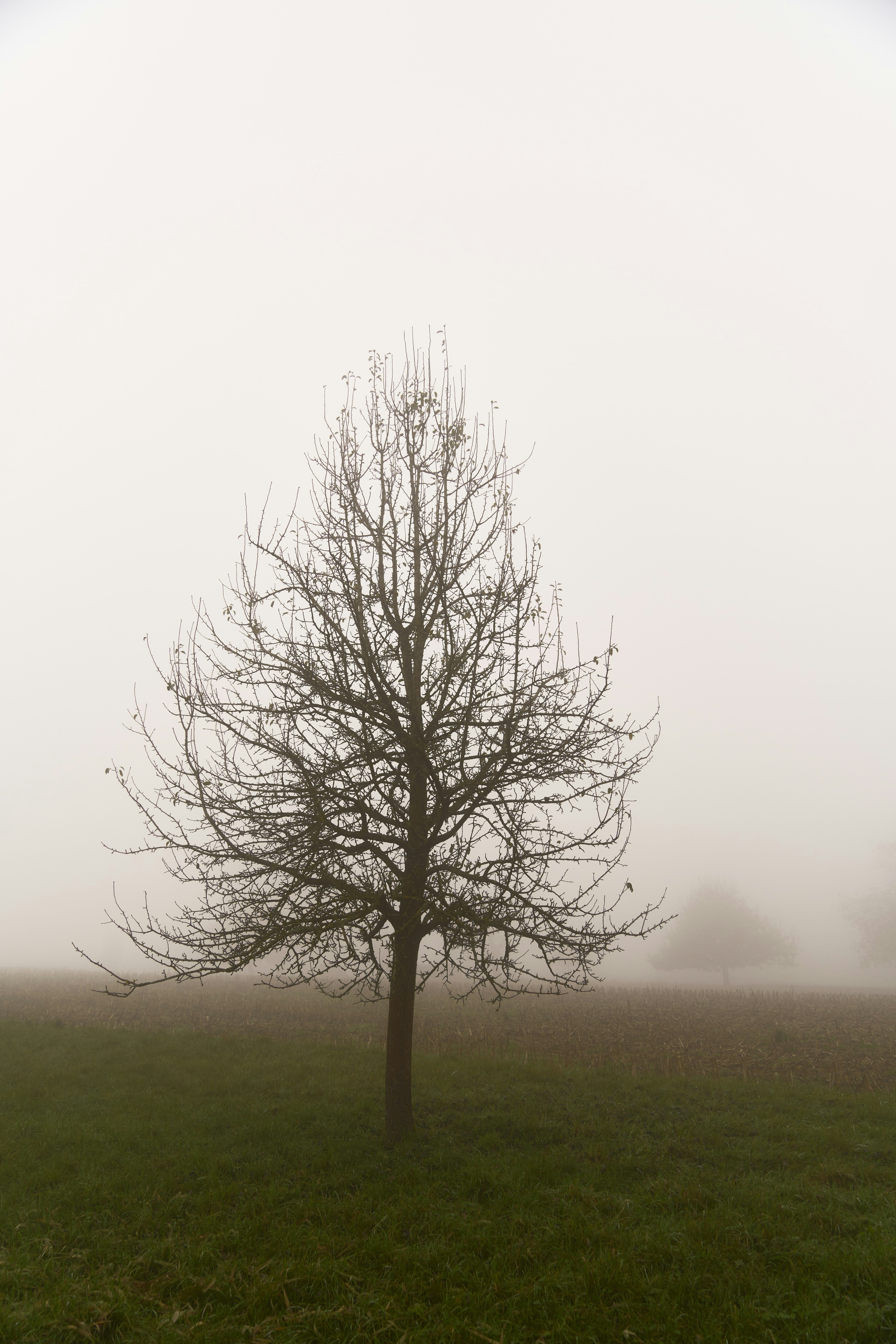 Photo by wolfgang_hasselmann