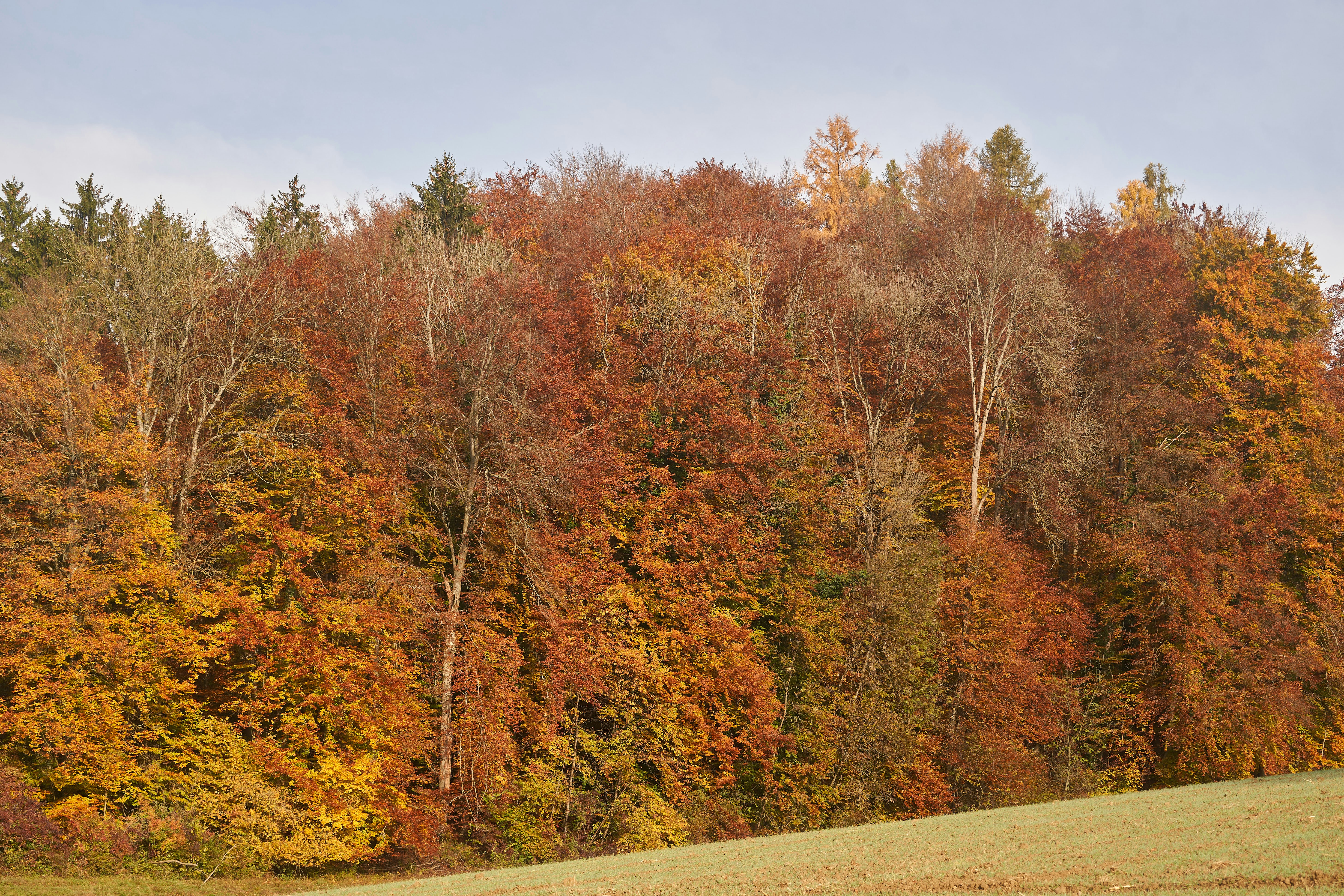 Image by Wolfgang Hasselmann via Unsplash