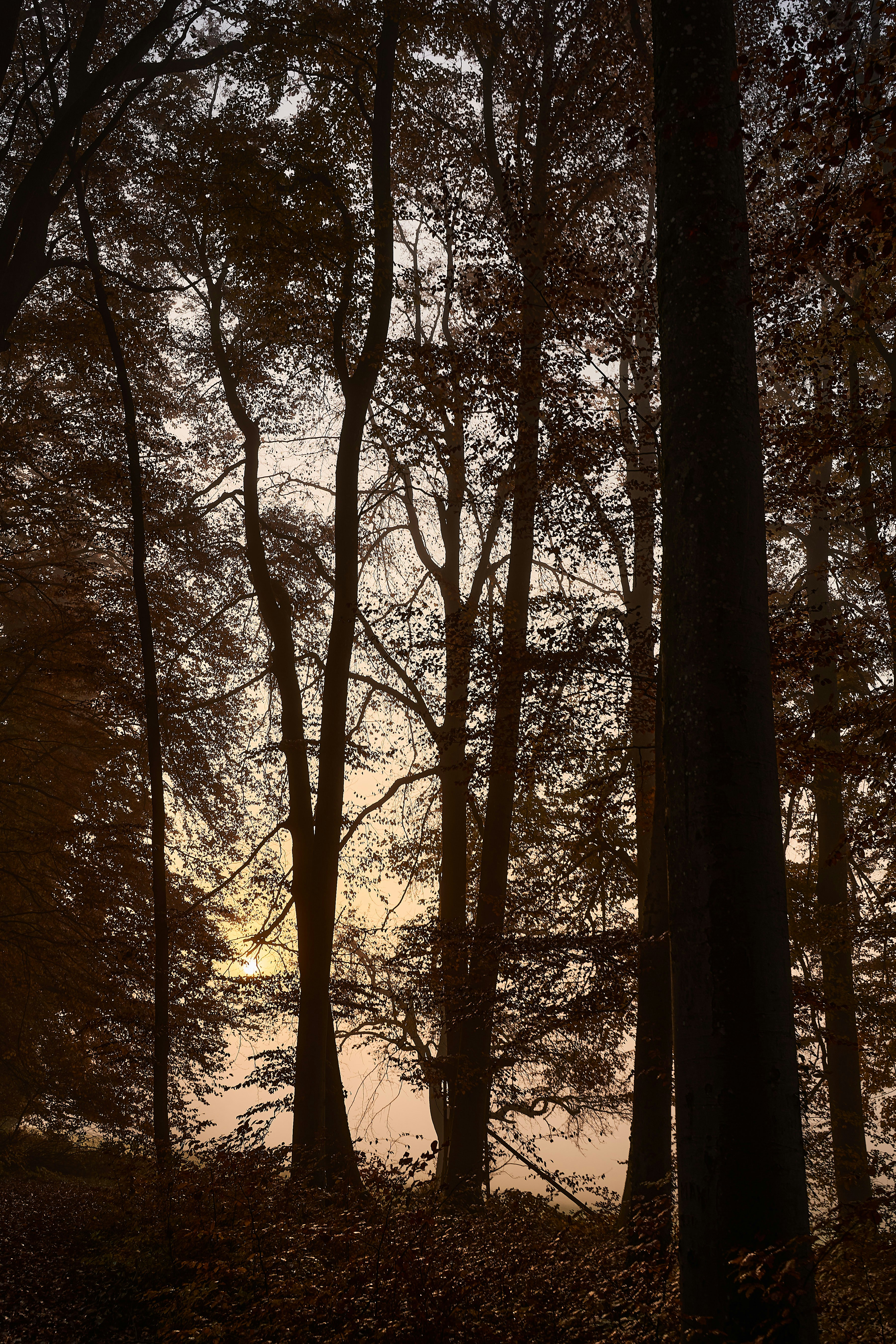 Photo by wolfgang_hasselmann