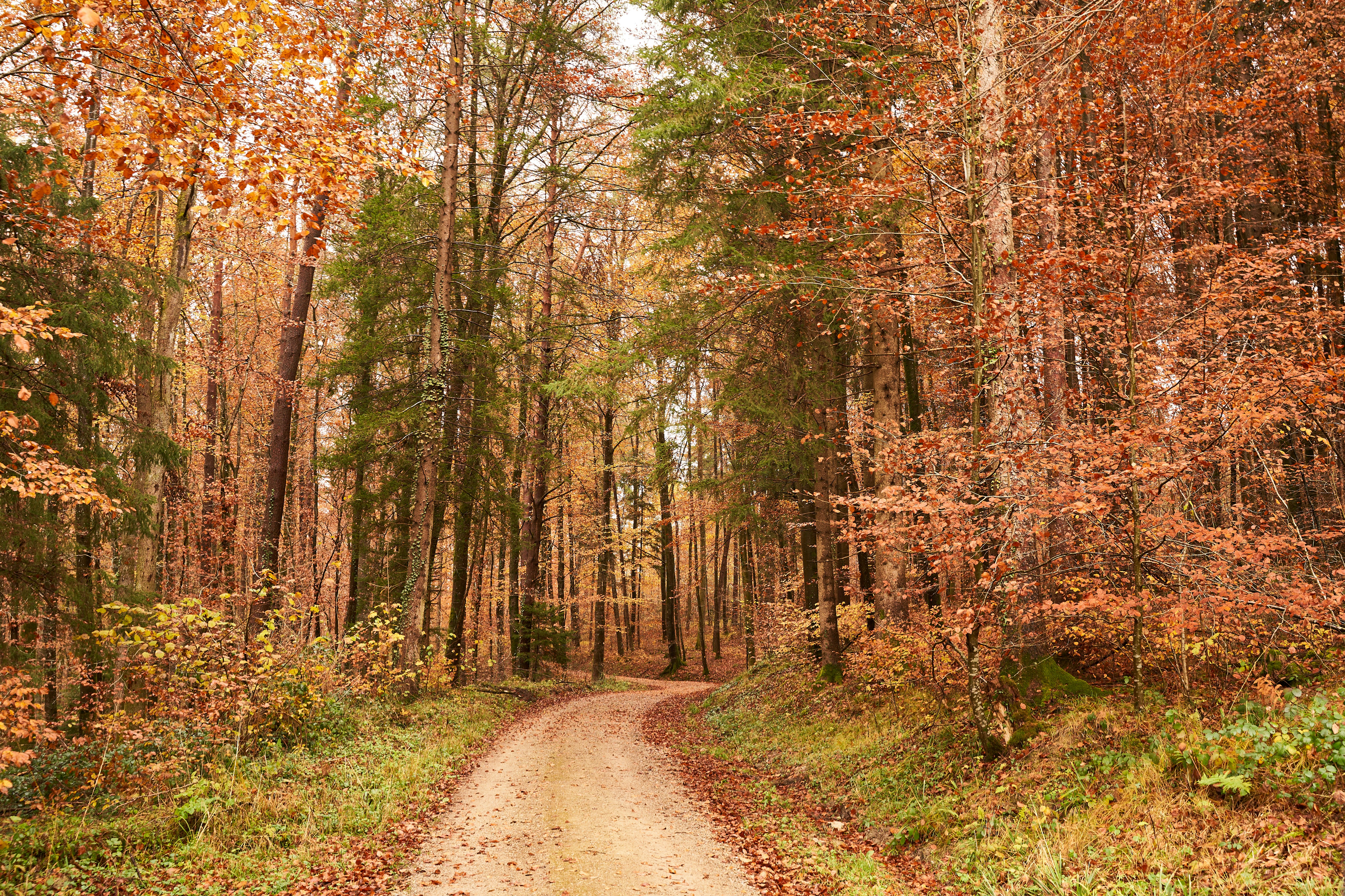 Photo by wolfgang_hasselmann