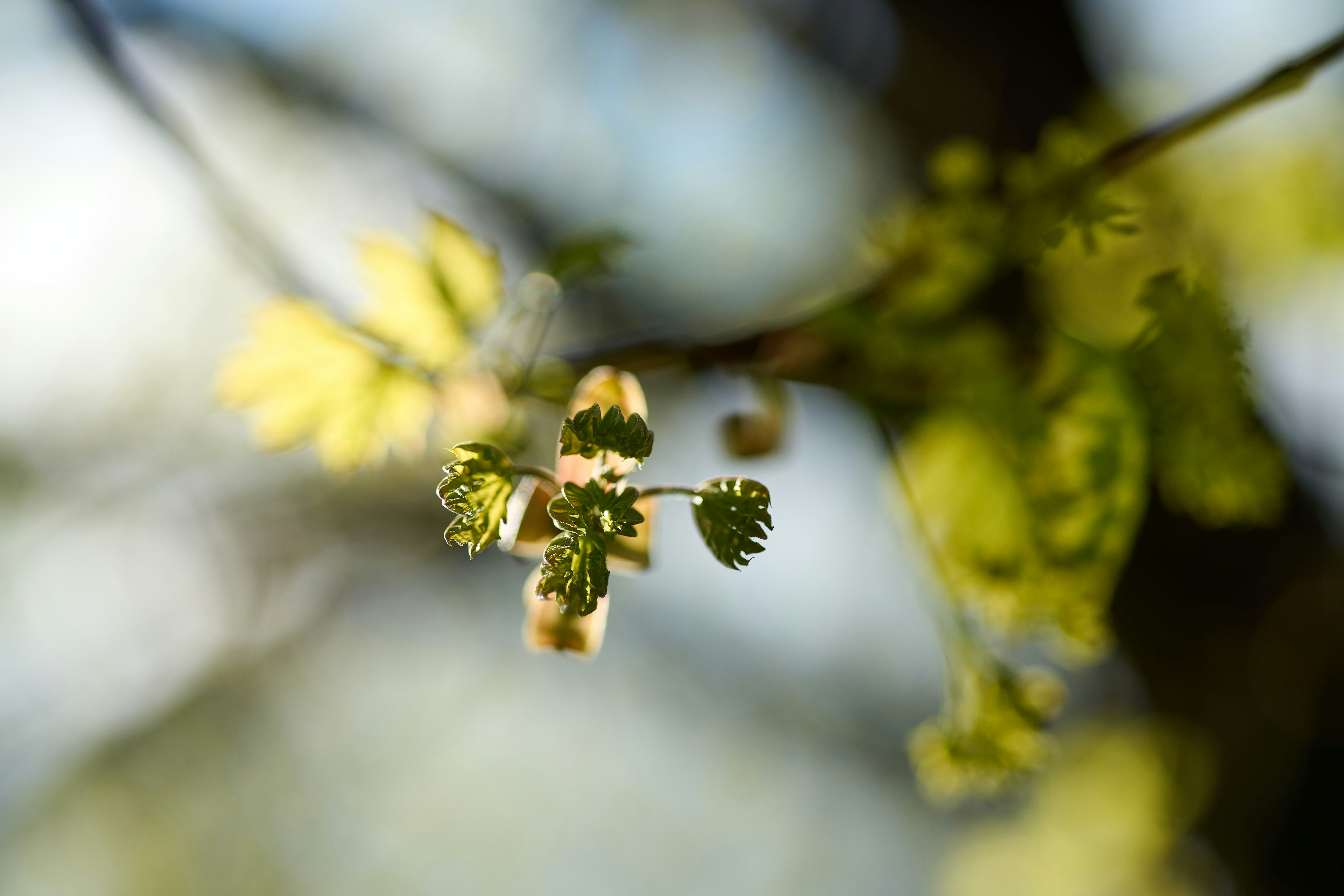 Photo by wolfgang_hasselmann