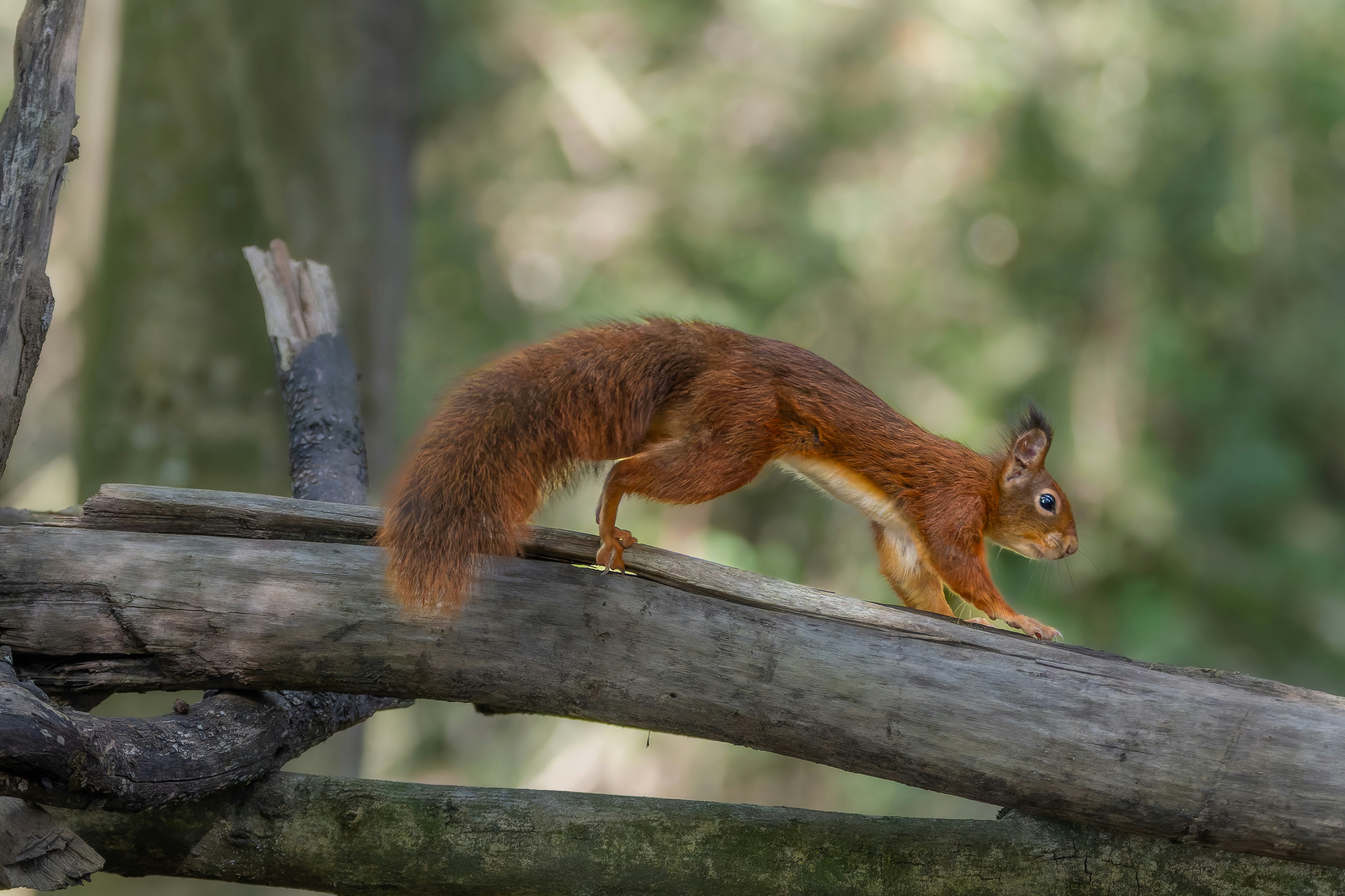 Photo by siegfriedpoepperl