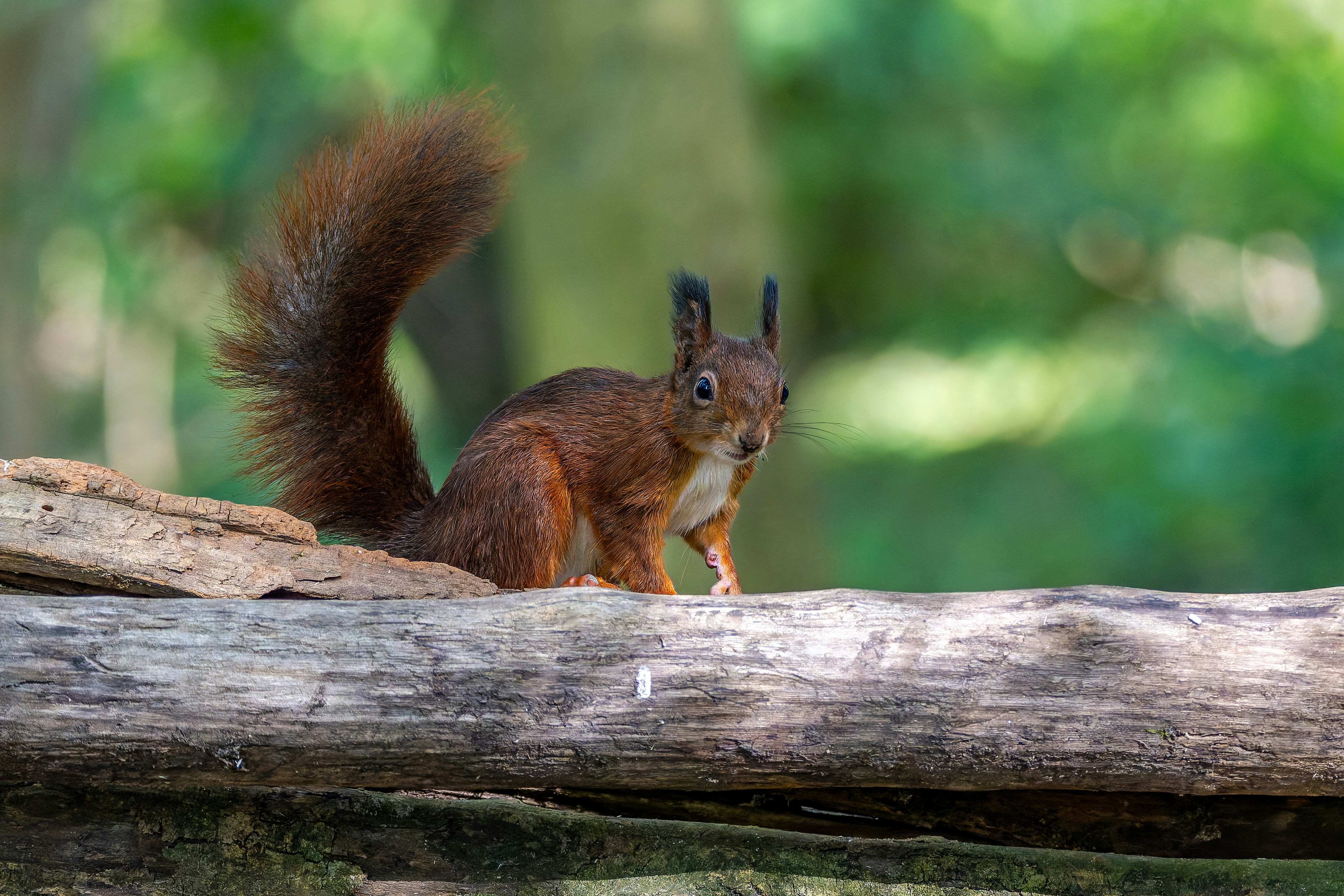 Photo by siegfriedpoepperl