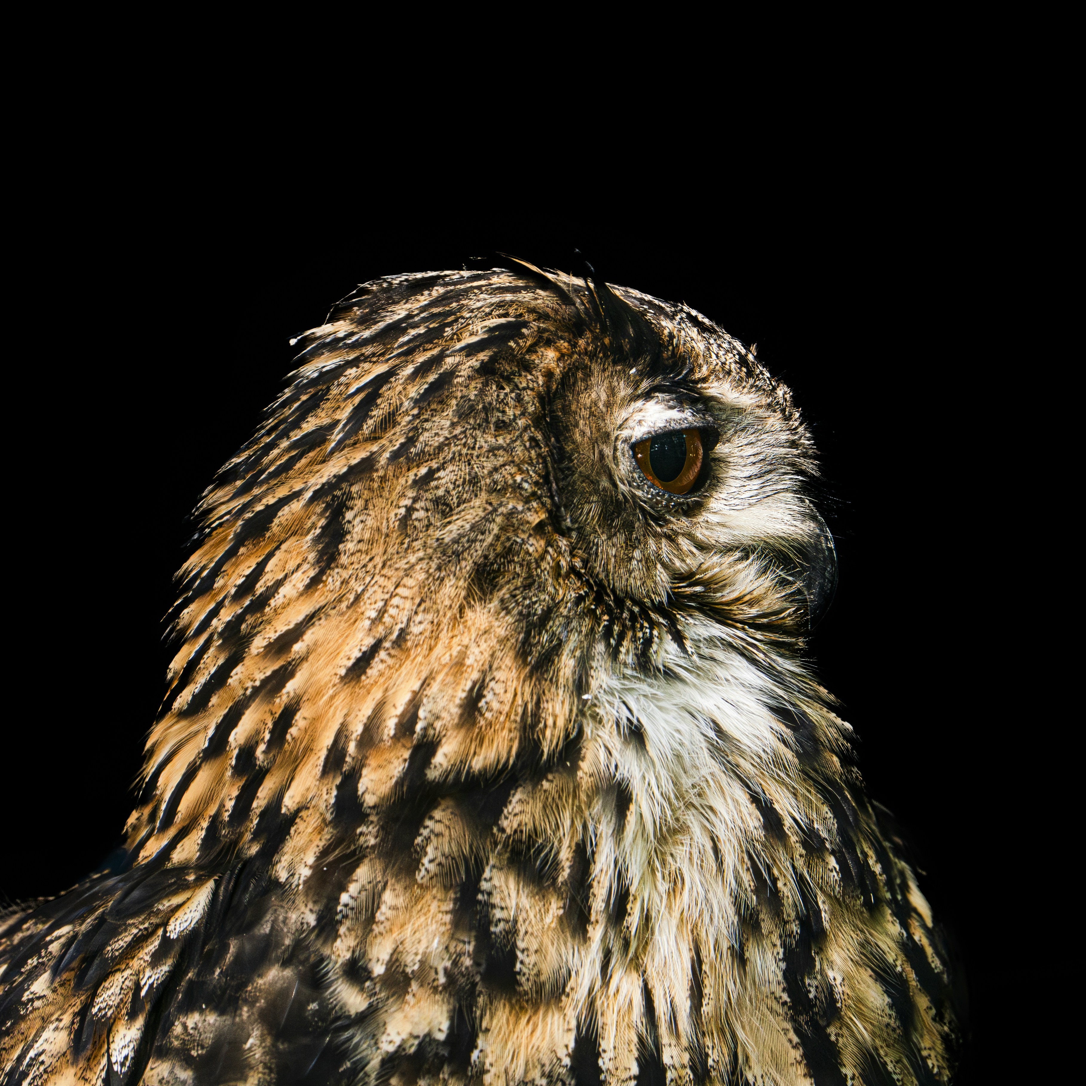 A close up of an owl on a black background