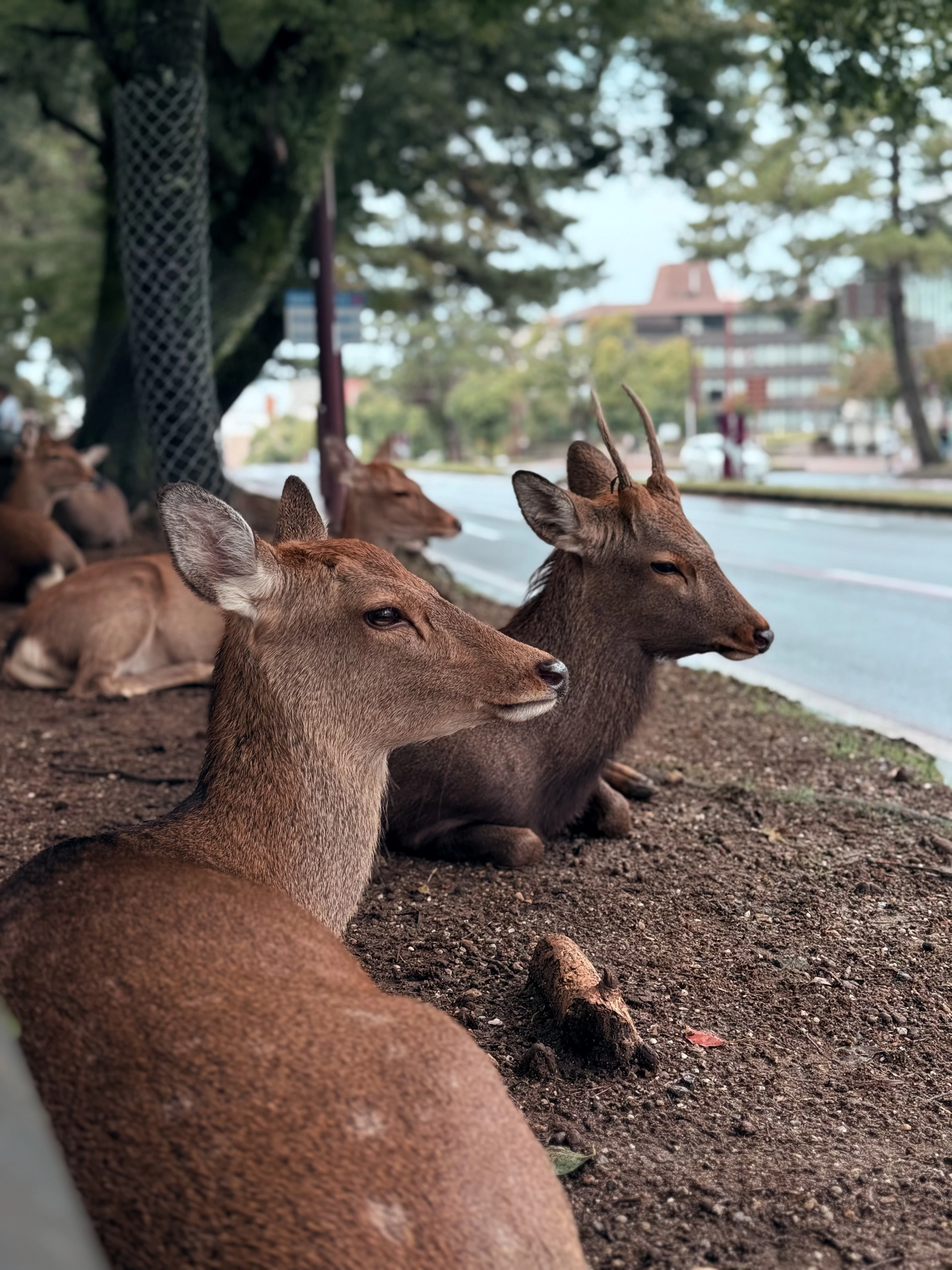 Start with the deer of Nara Park, Nara