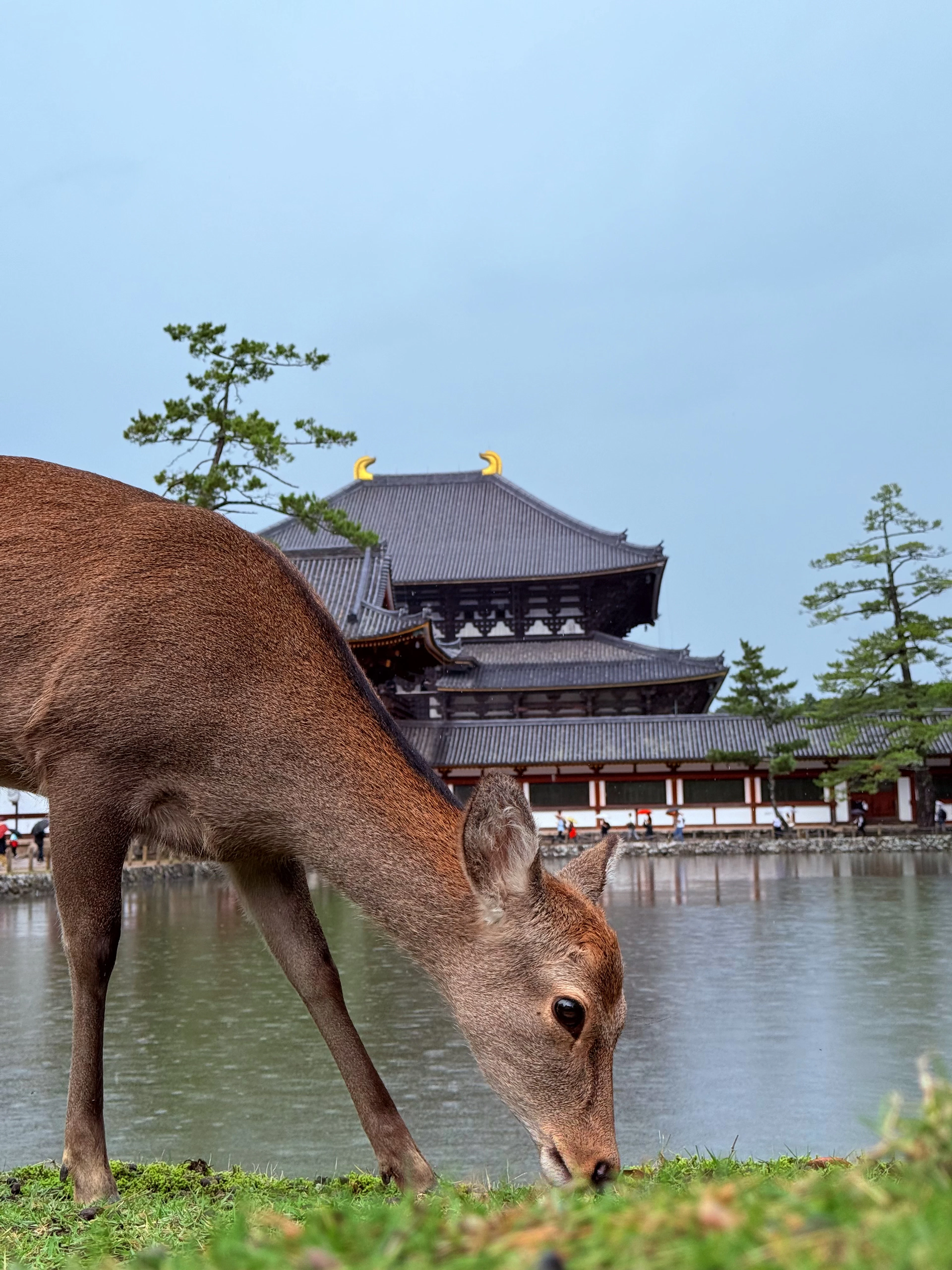 A sika deer grazing in front of a great wooden temple hall in Nara Park