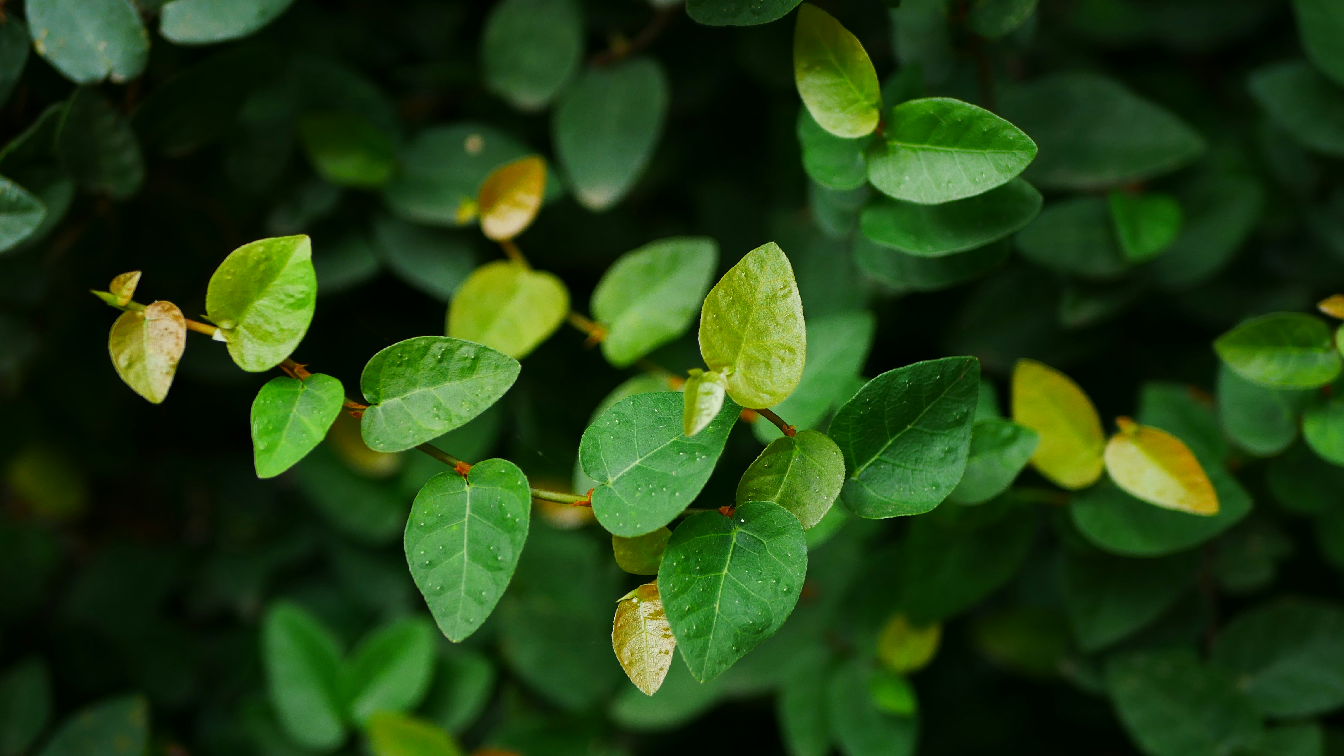 Photo by rajeshkavinpally