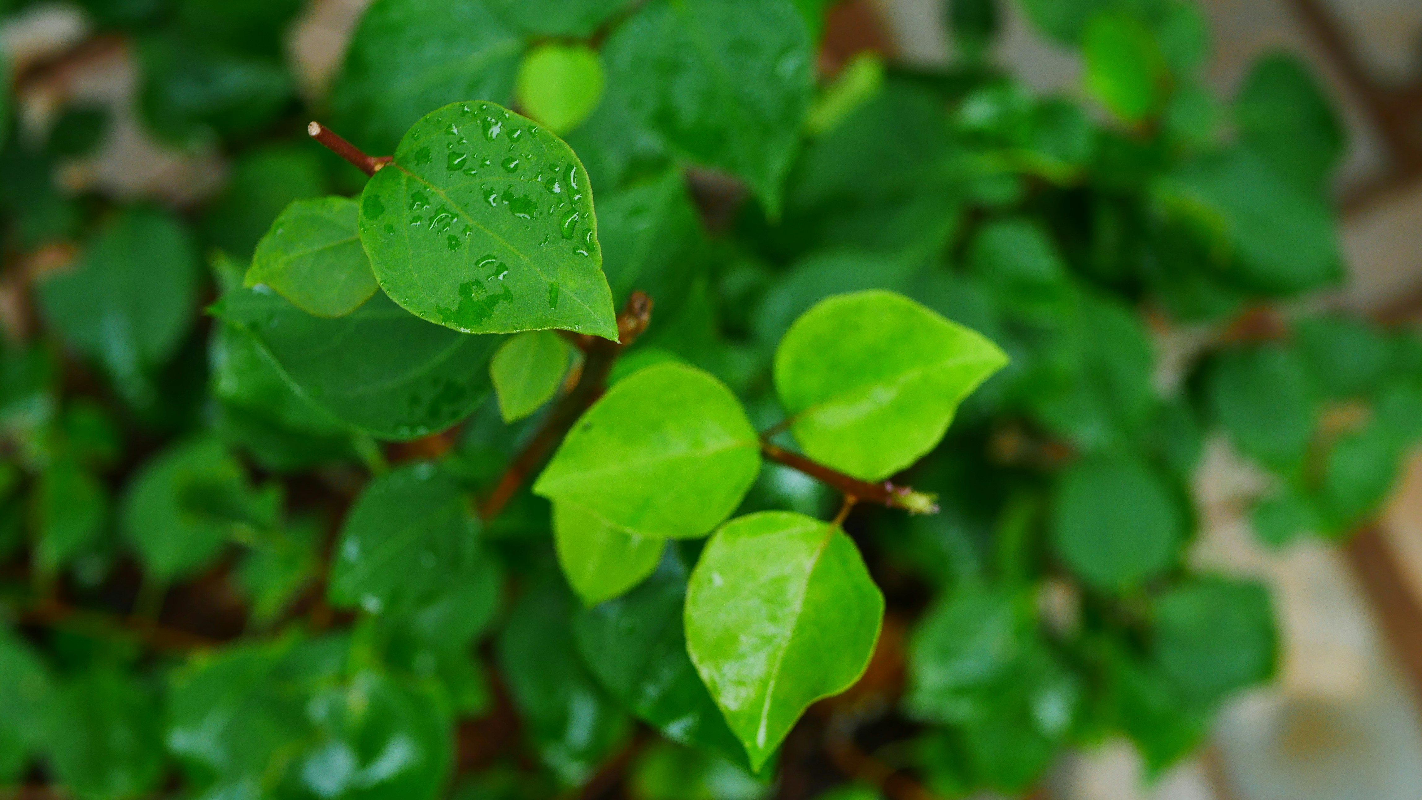 Photo by rajeshkavinpally