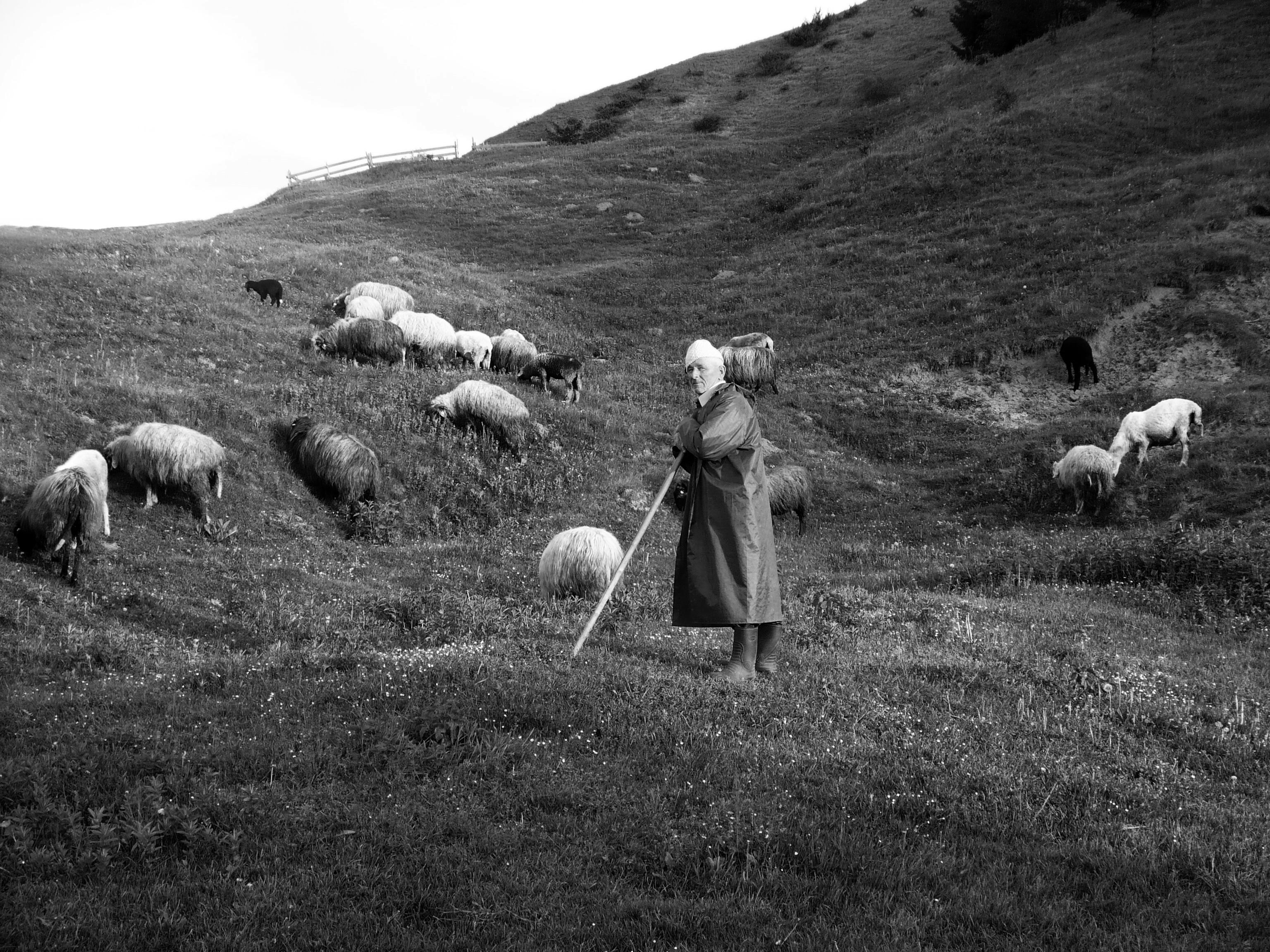A black and white photo of a woman in a field with sheep