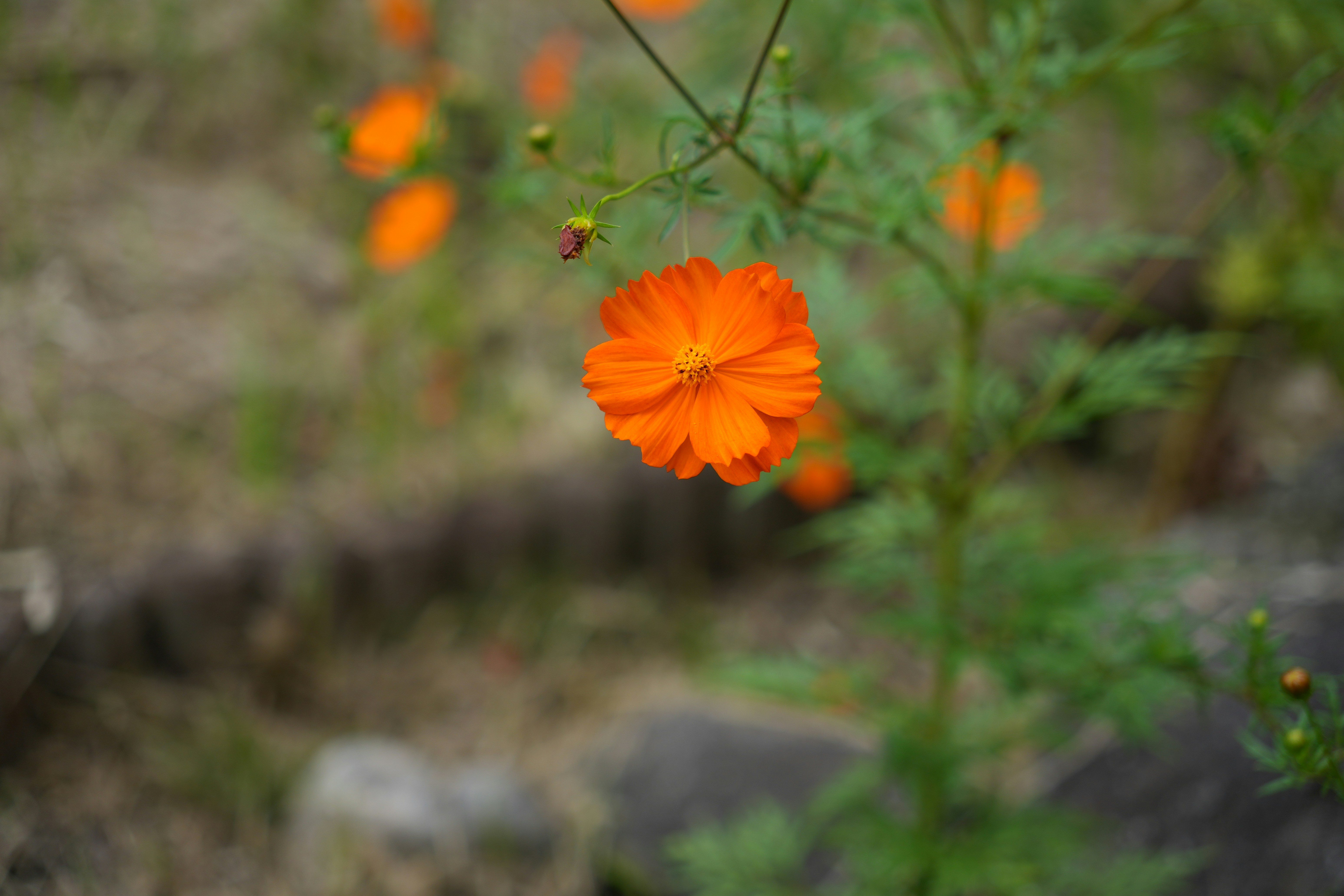 A close up of some orange flowers in a field