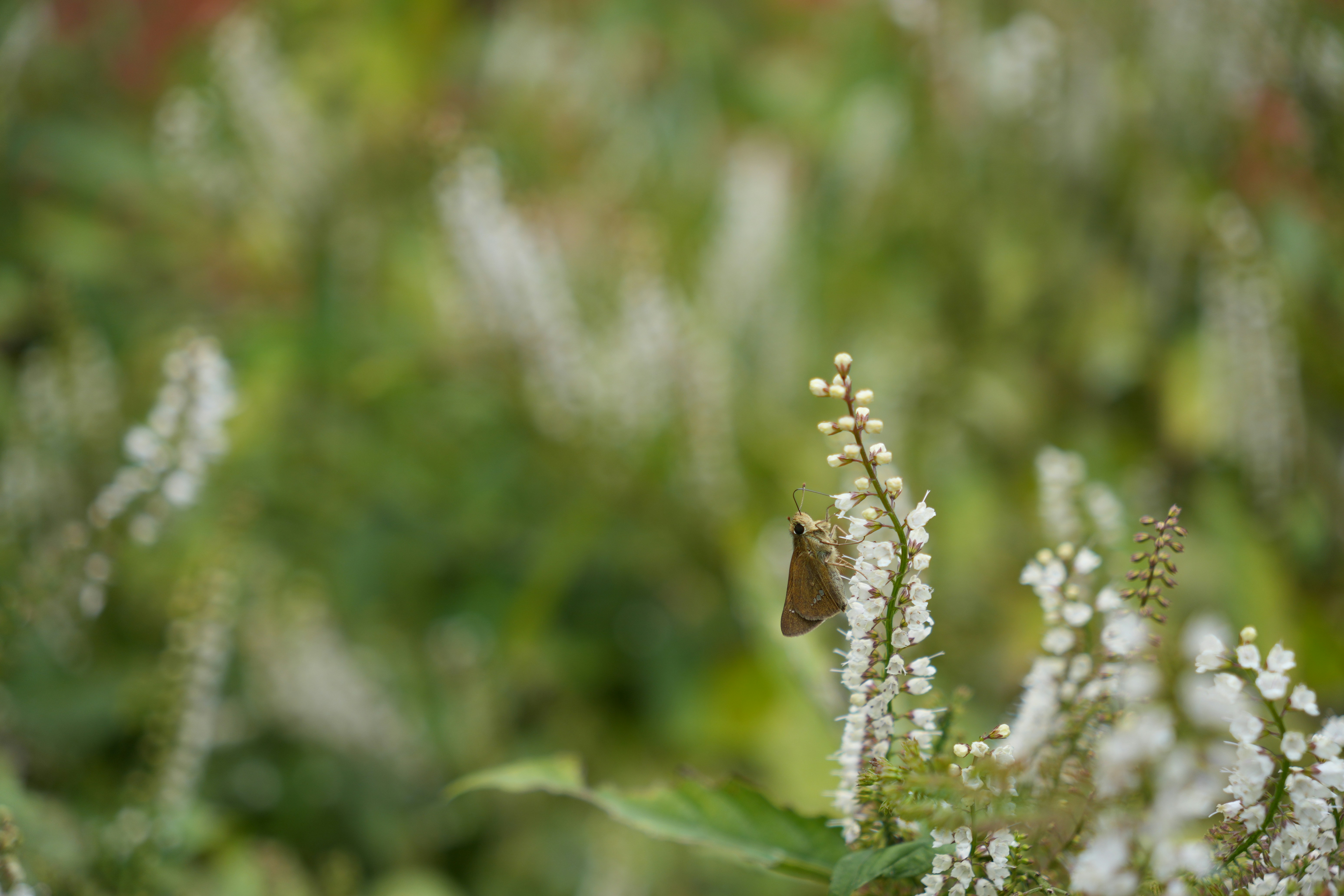 A butterfly sitting on a white flower in a field