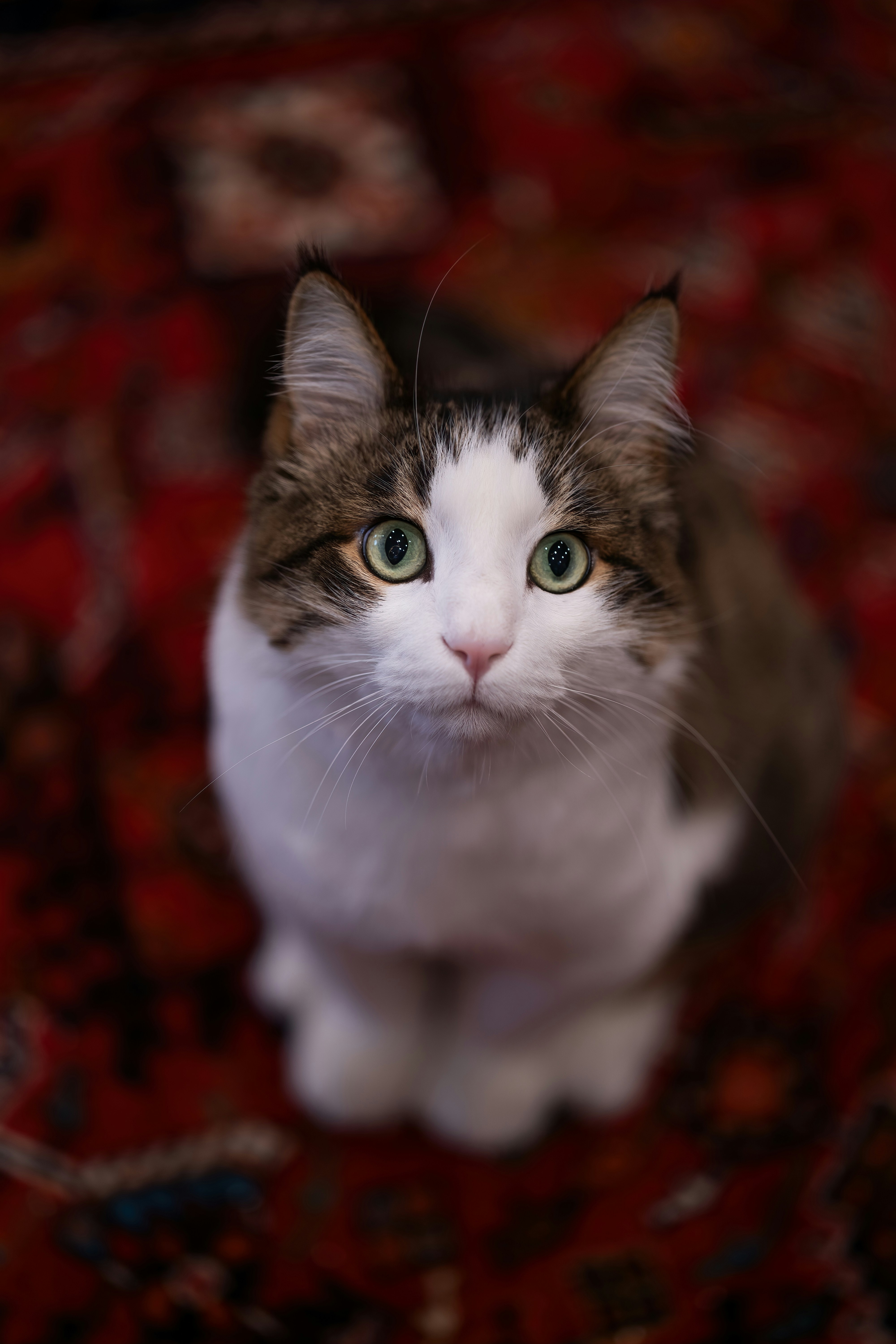 Photo by akbarnemati