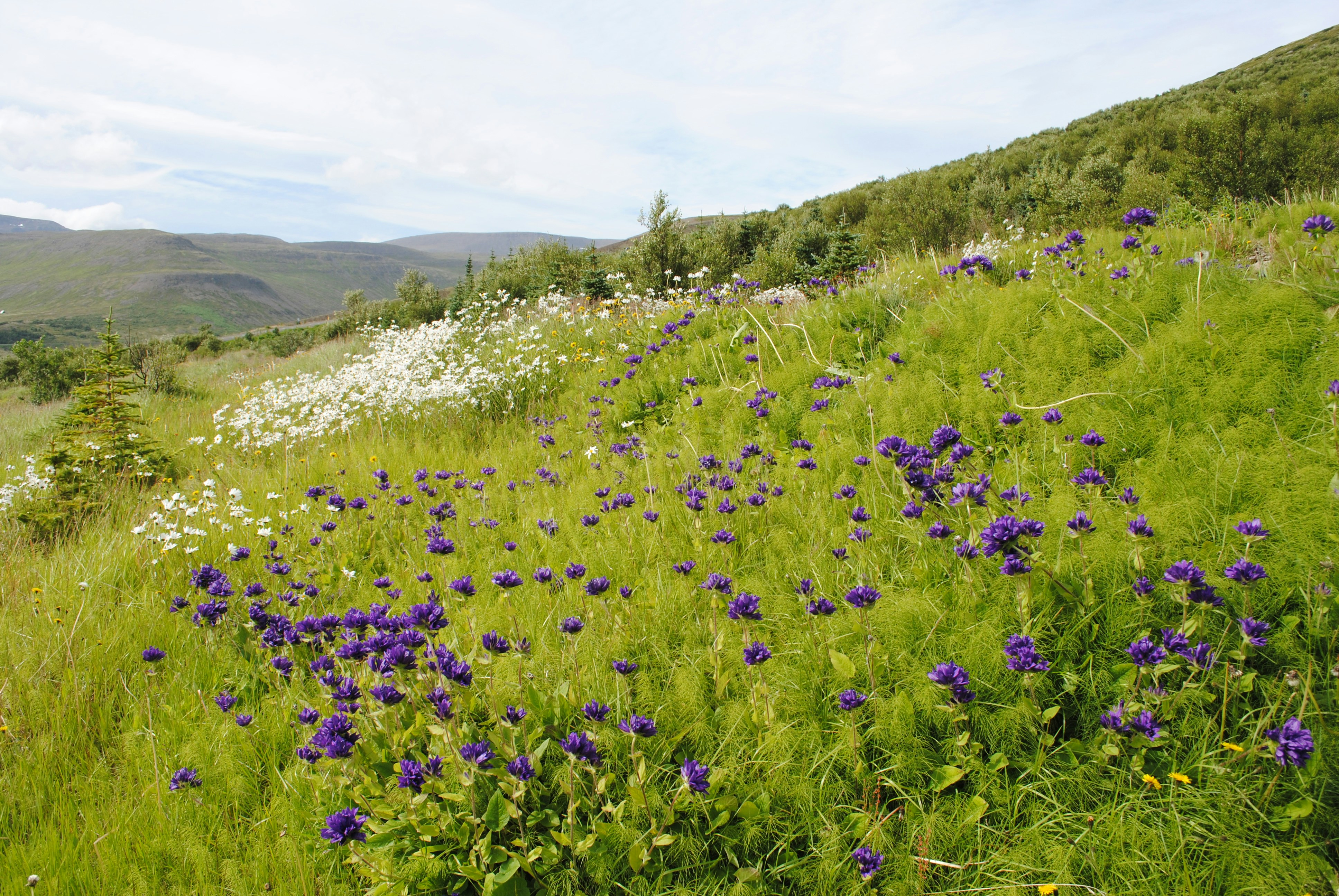 Une colline herbeuse couverte de nombreuses fleurs violettes