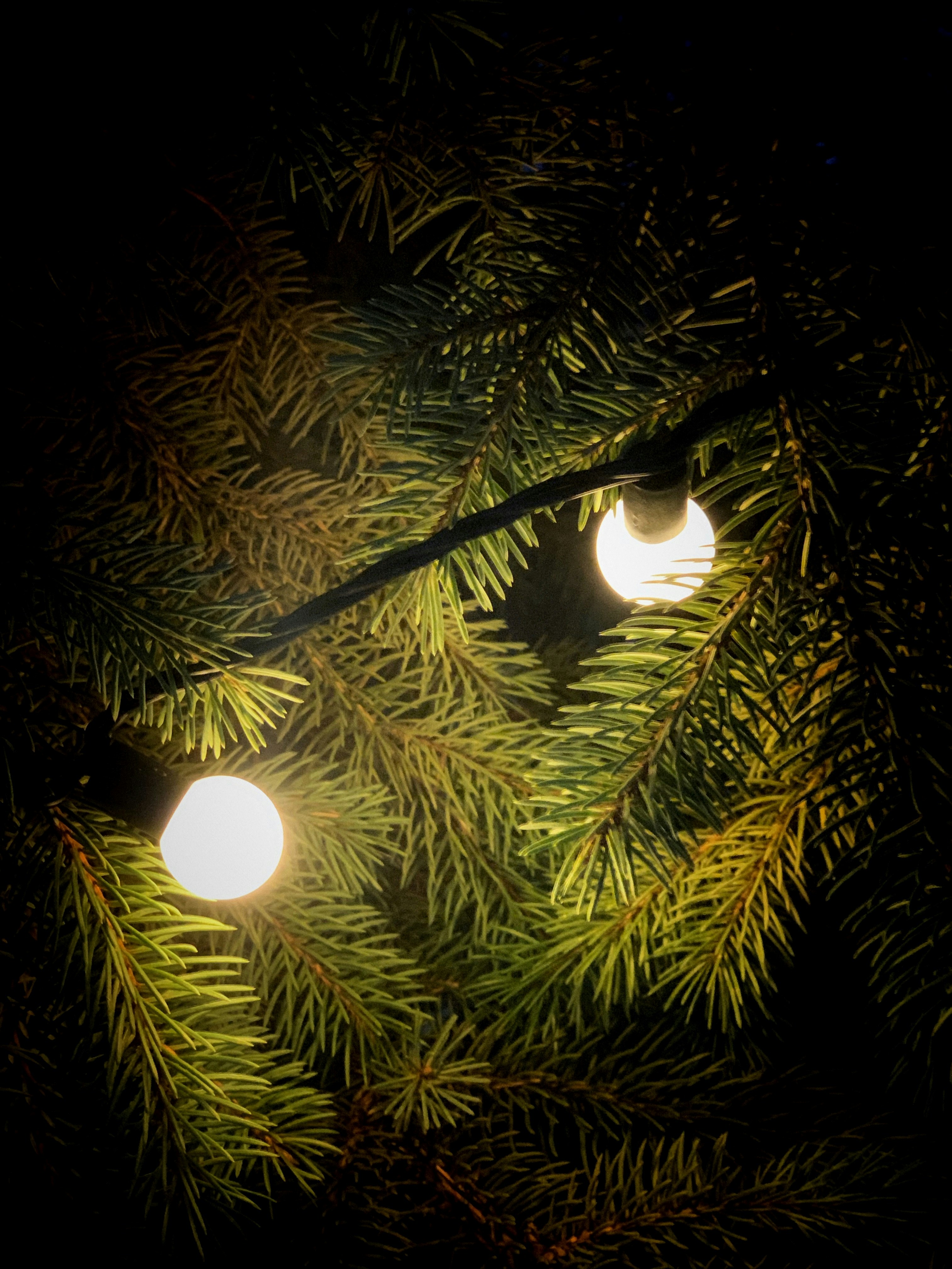 Photo by forest_inhabitant