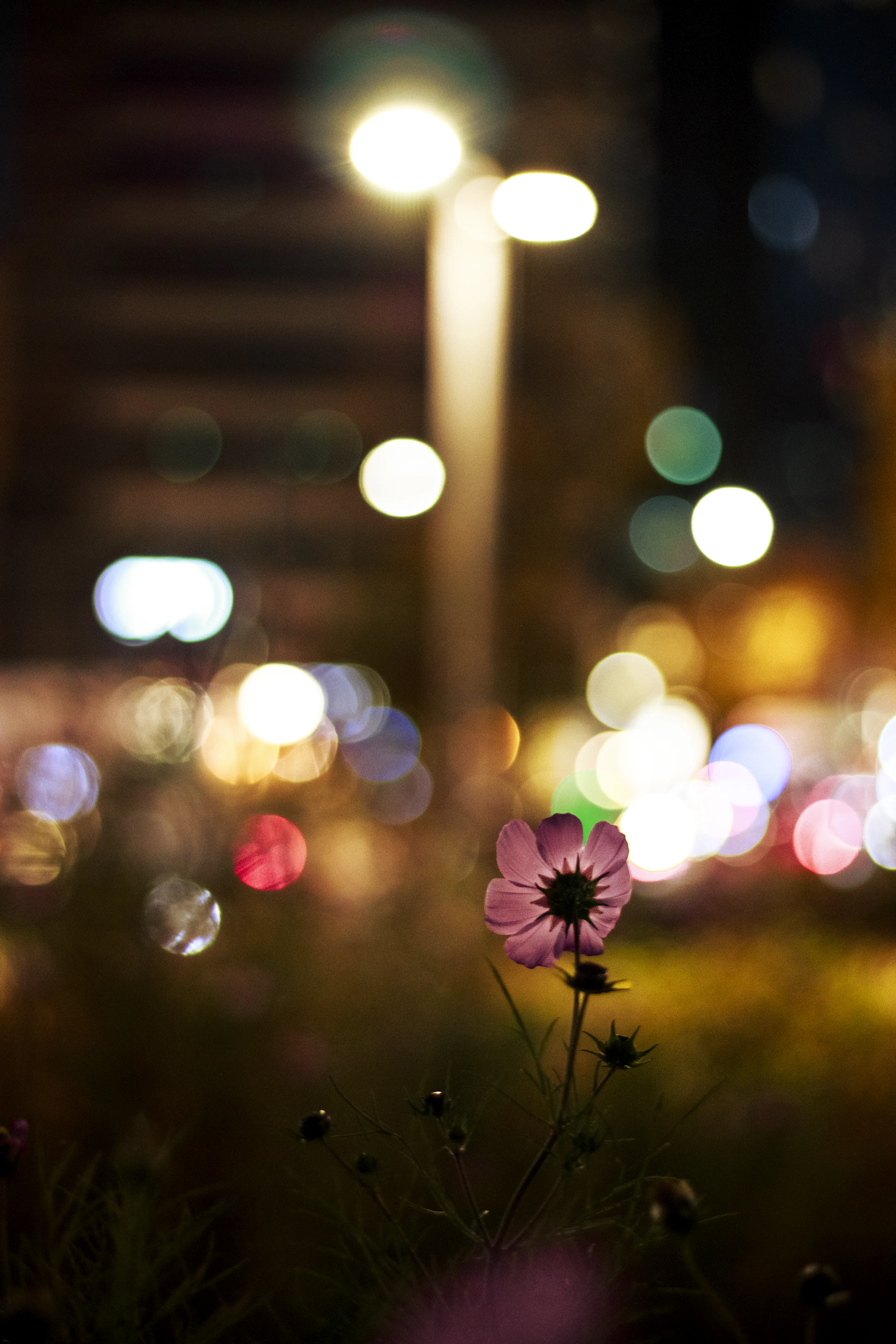 A blurry photo of a flower in the grass