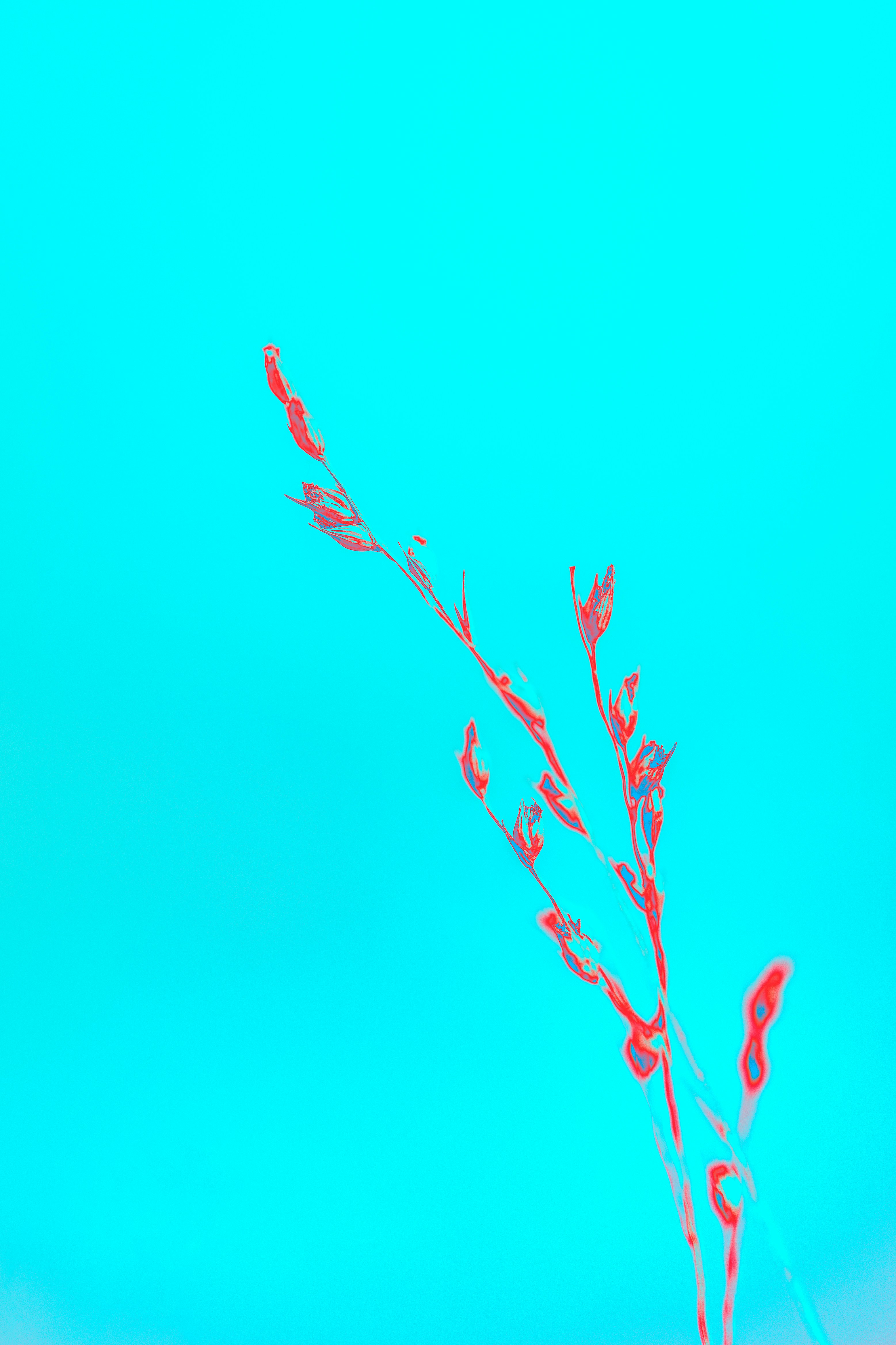 A plant with red stems against a blue sky