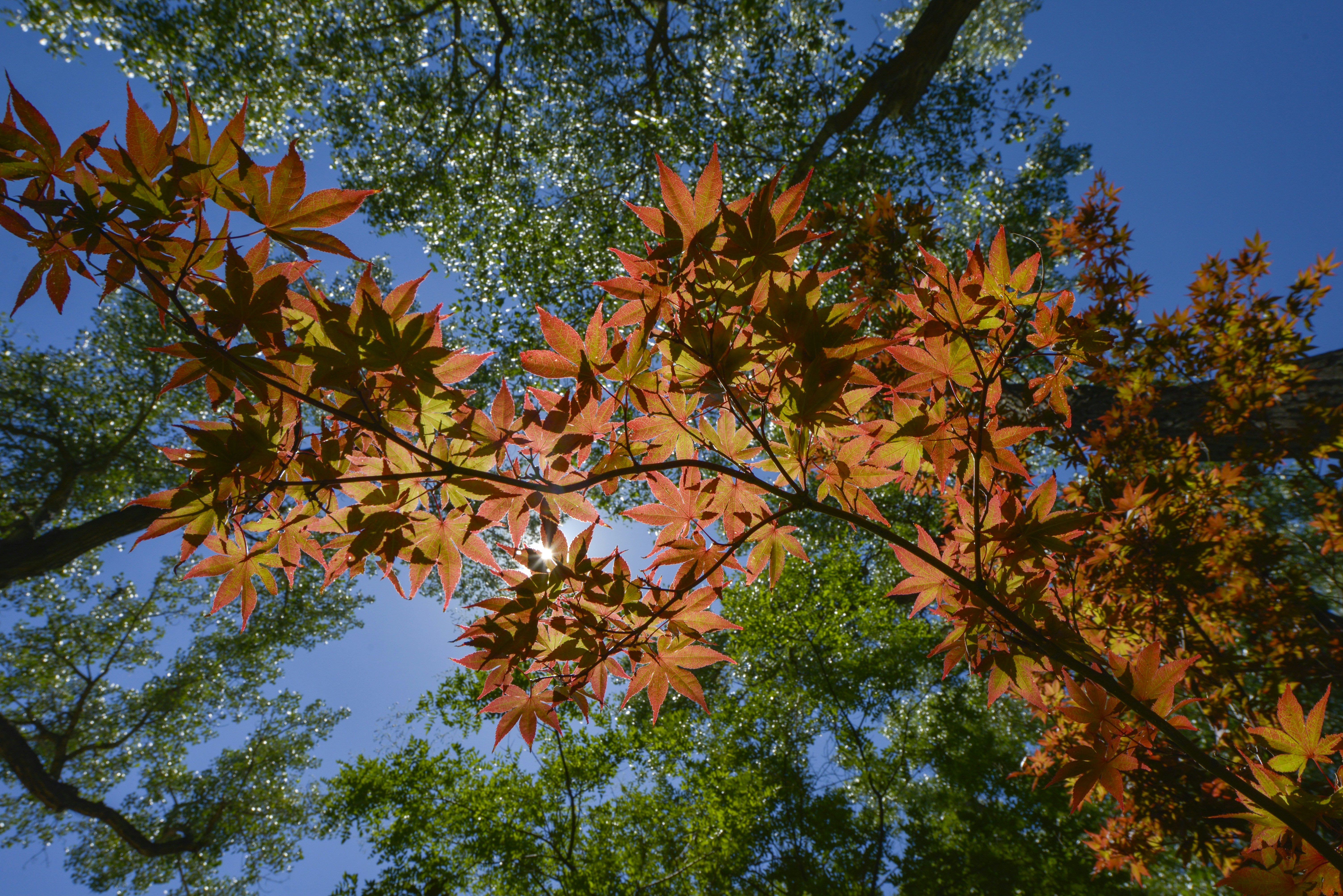The leaves of a tree are changing colors