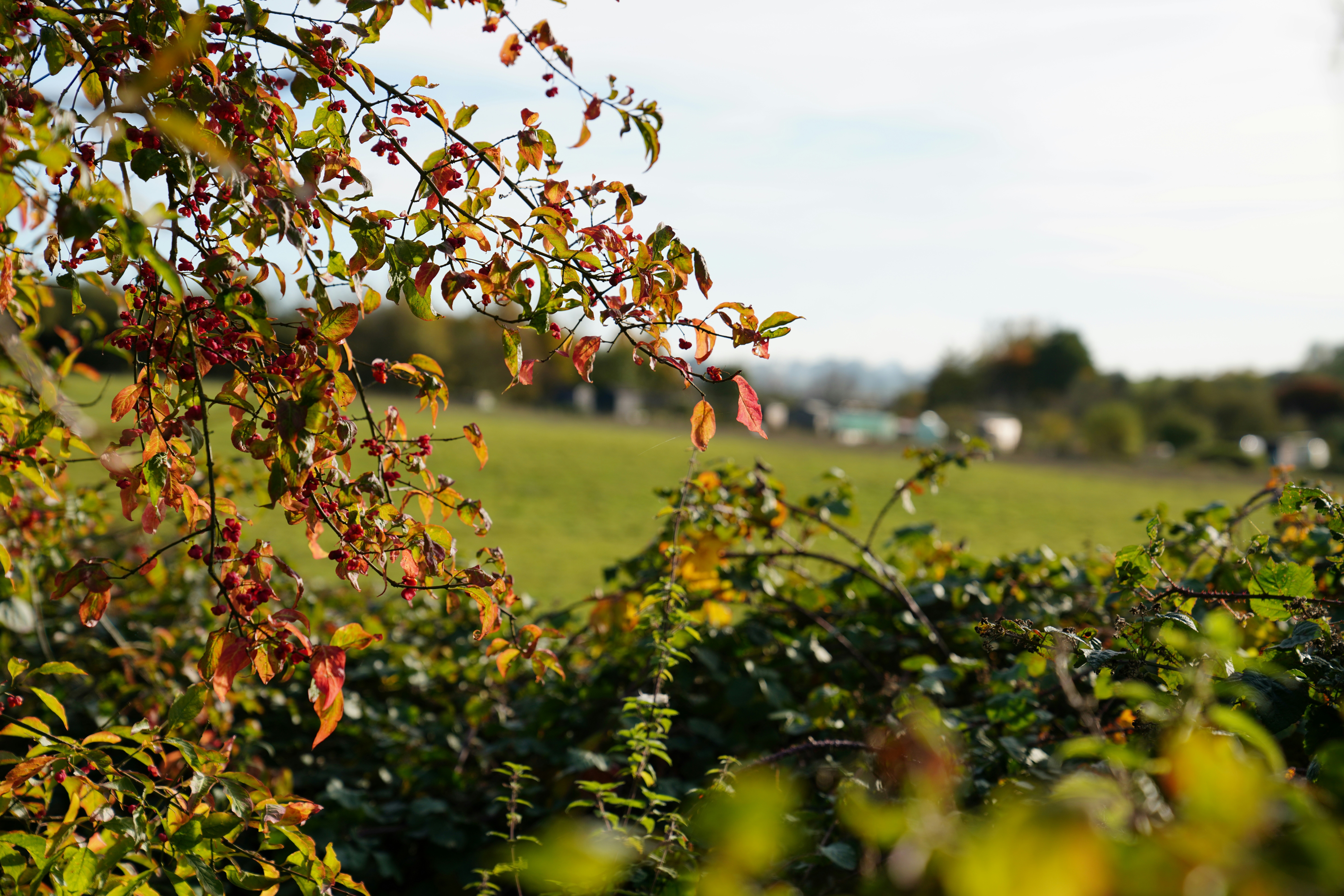 A grassy field with trees and bushes in the foreground