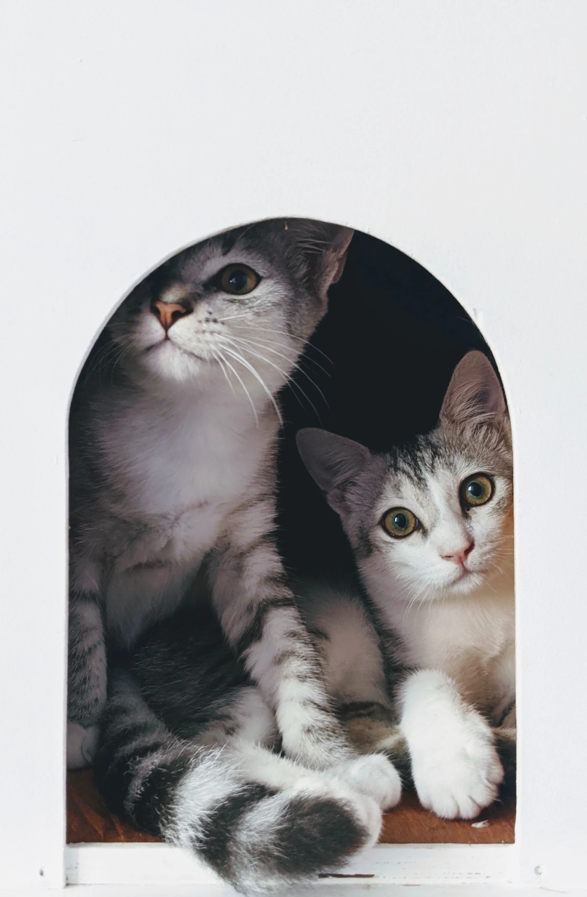 Dos gatos sentados uno al lado del otro