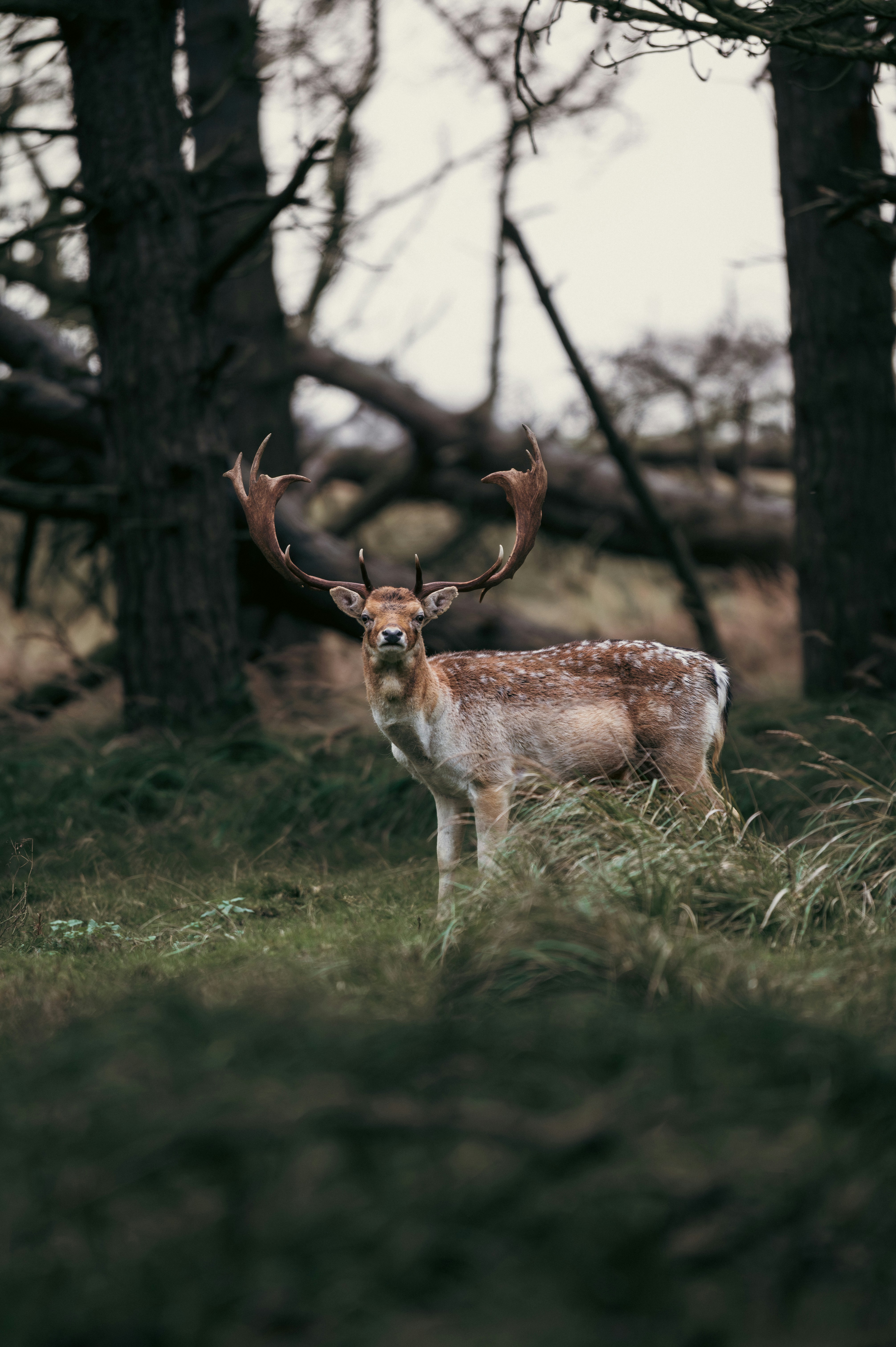 Photo by job_vermeulen