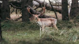 A deer standing in the middle of a forest