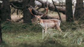 A deer standing in the middle of a forest